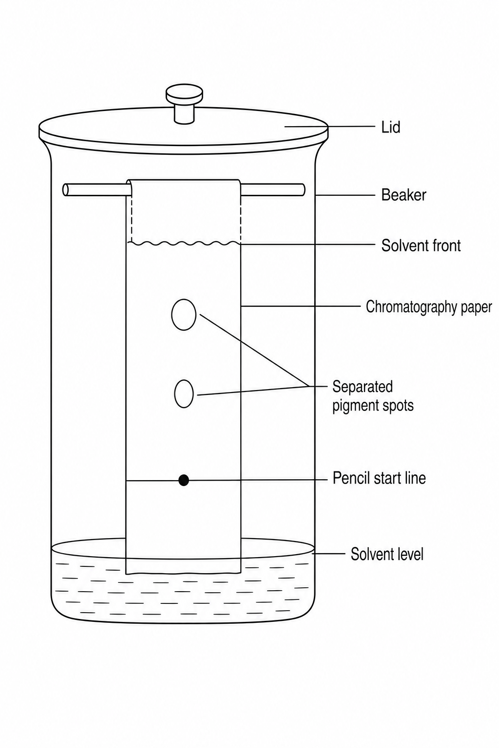 Paper chromatography experimental setup