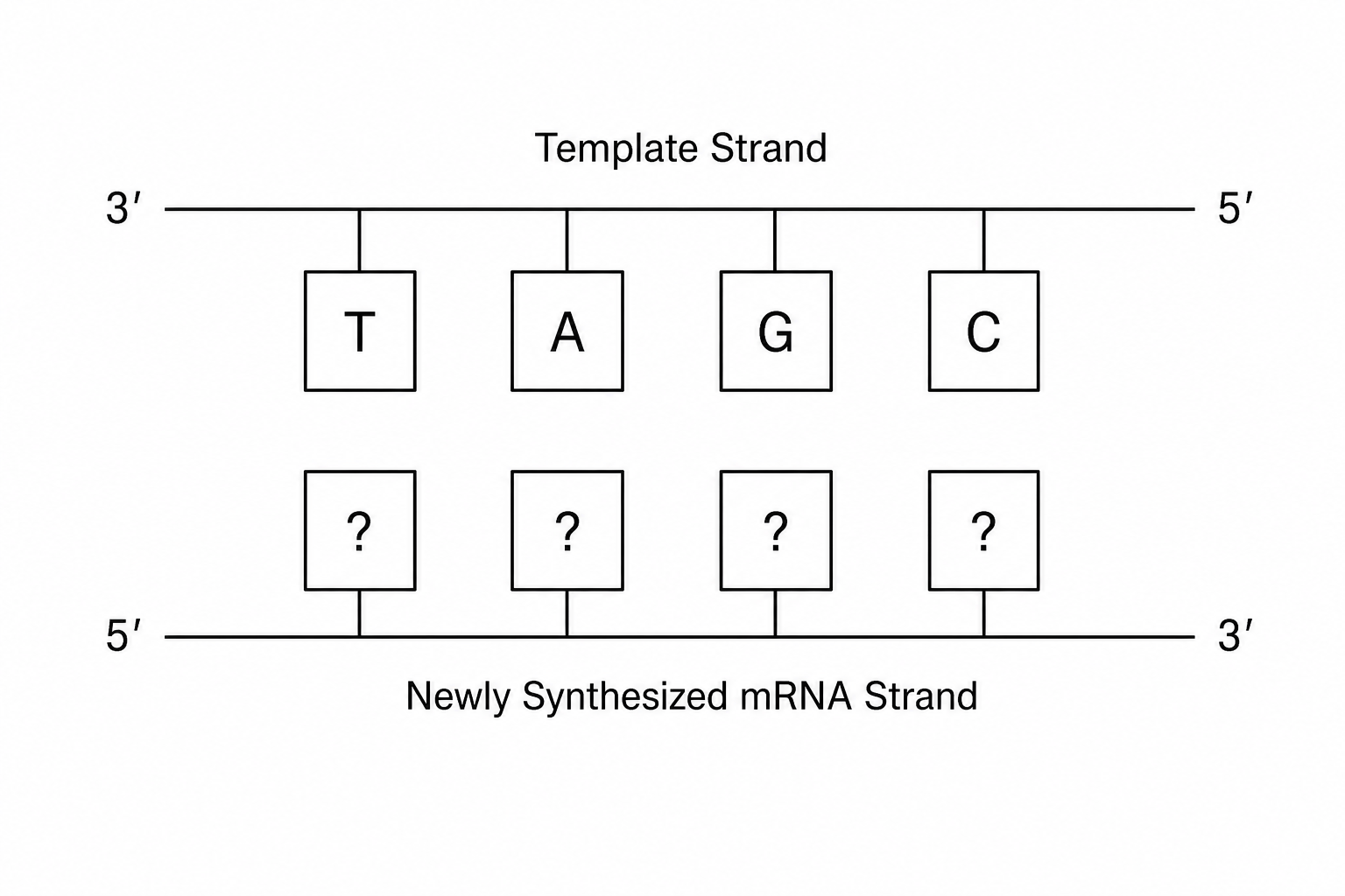 Transcription diagram