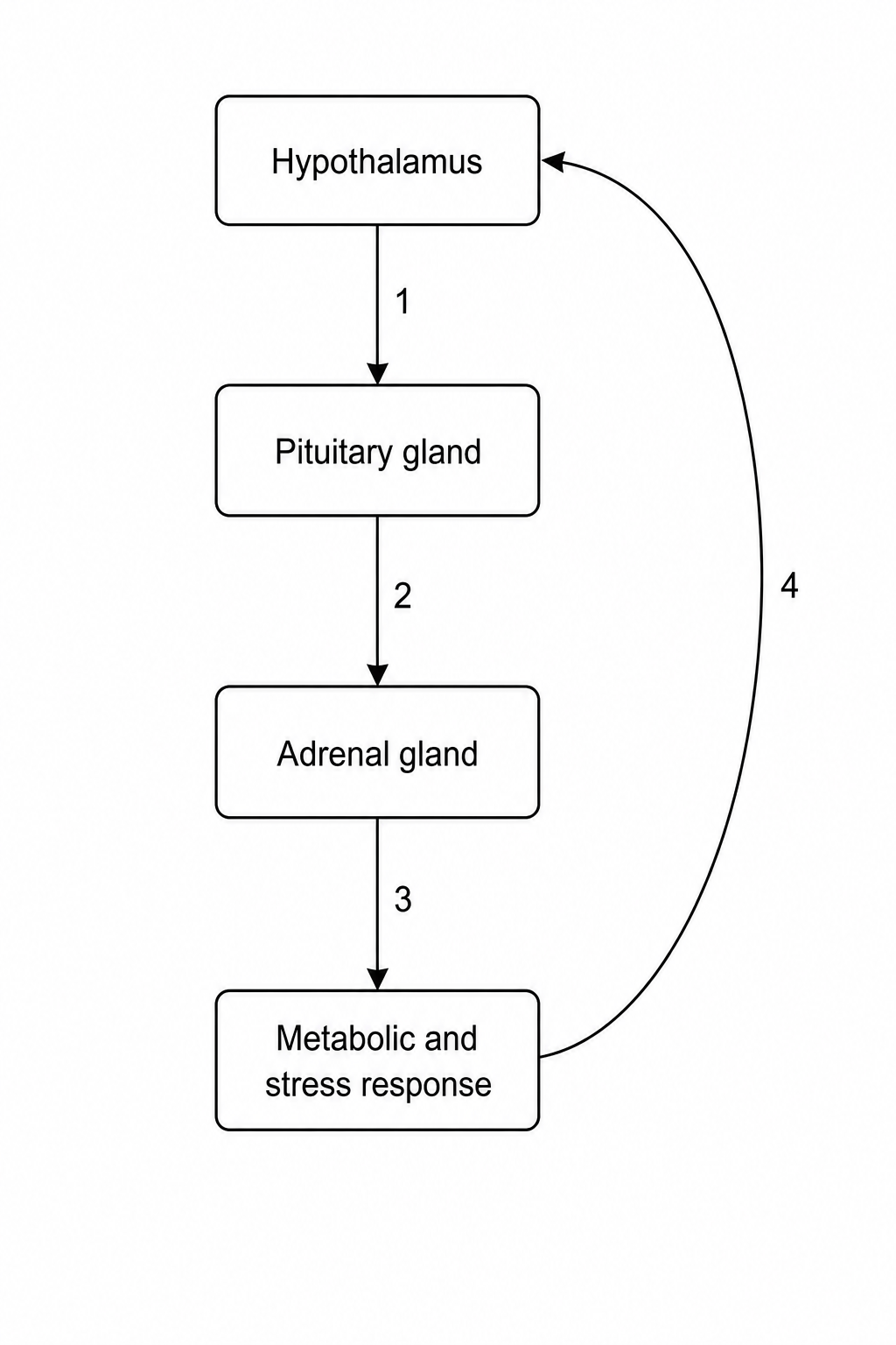 HPA feedback loop