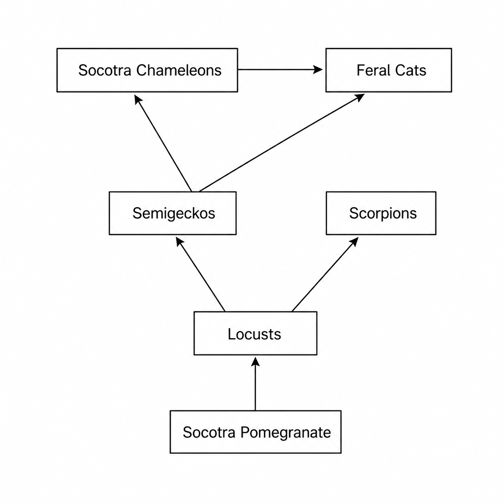 Food Web of the Socotra Chameleon