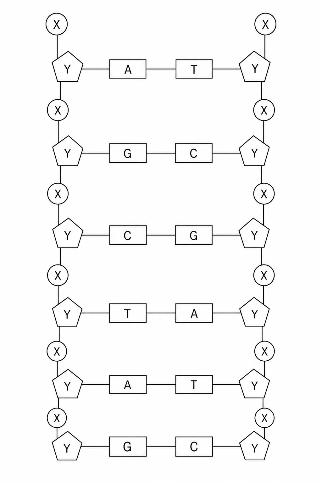 DNA Segment
