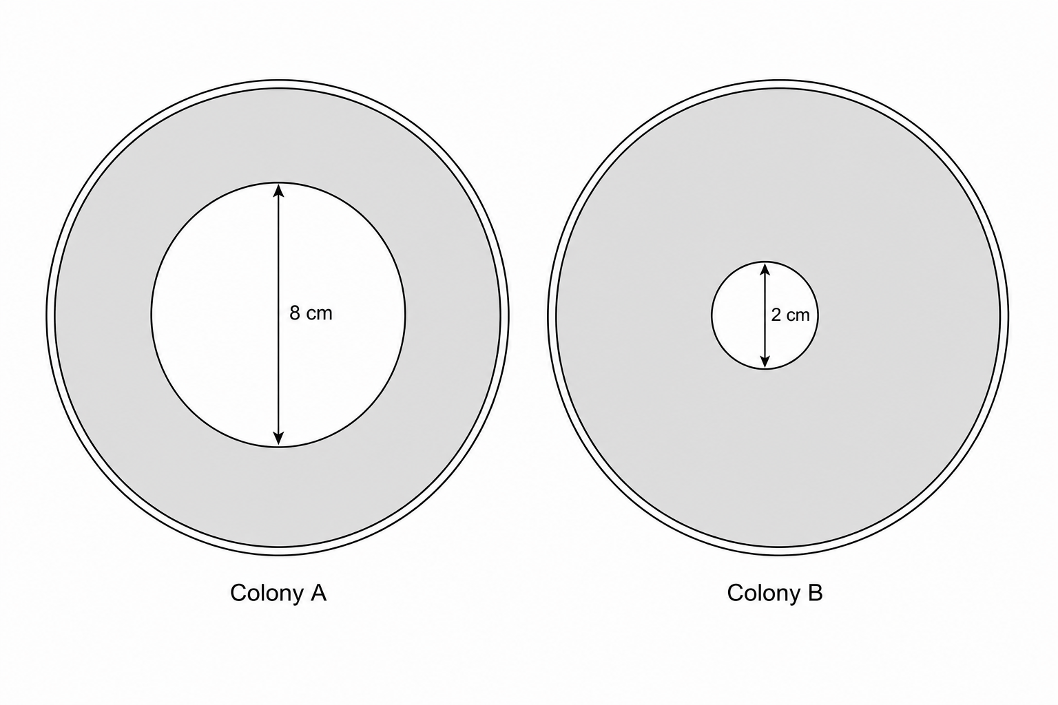Two agar plates with fungal colonies of different sizes