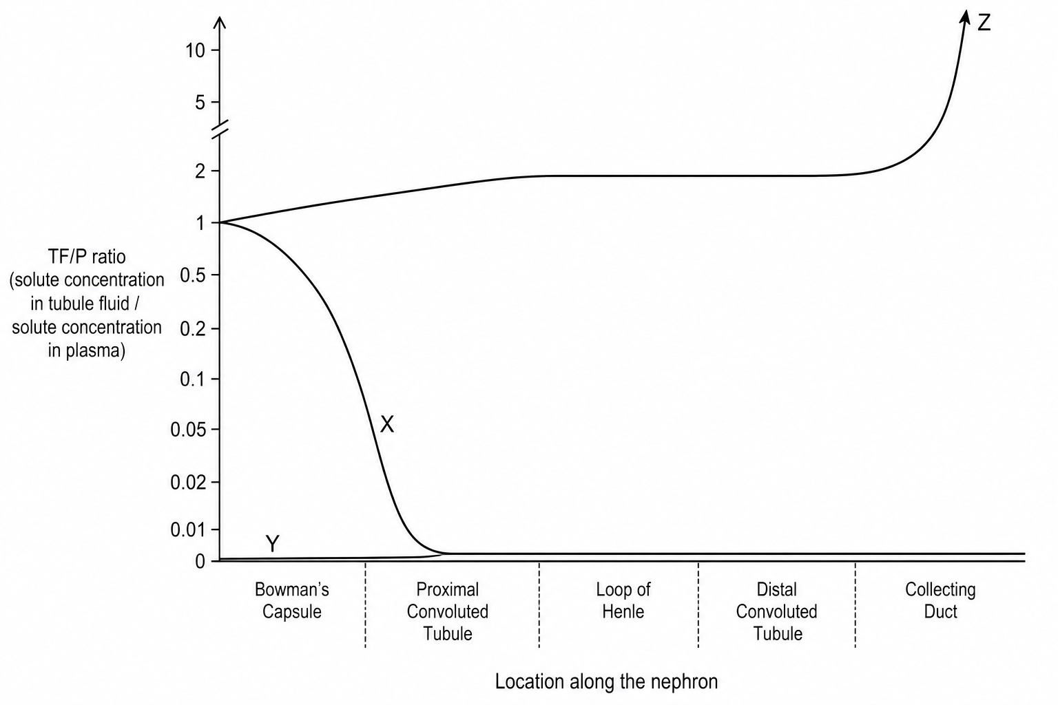 Nephron TF/P ratio graph