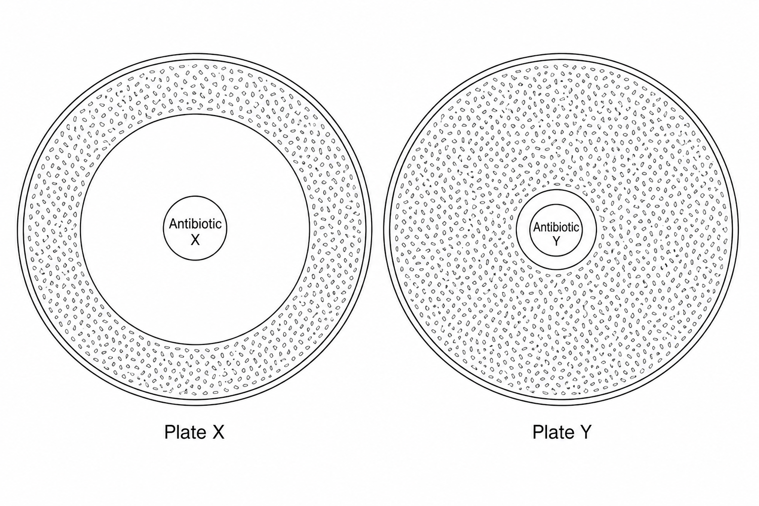 Two agar plates showing the results of an antibacterial test comparing Antibiotic X and Antibiotic Y. Plate X on the left has a filter paper disc of Antibiotic X in the centre surrounded by a very wide, clear circular zone of inhibition where no bacterial growth occurs, with the rest of the plate covered in dark grey bacterial lawn. Plate Y on the right has a filter paper disc of Antibiotic Y in the centre surrounded by a much smaller, clear circular zone of inhibition, with the rest of the plate covered in dark grey bacterial lawn.