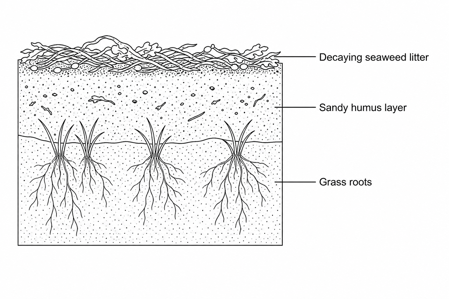 Figure 1: Cross-section of a sandy beach strandline showing seaweed litter, sandy humus, and grass roots.