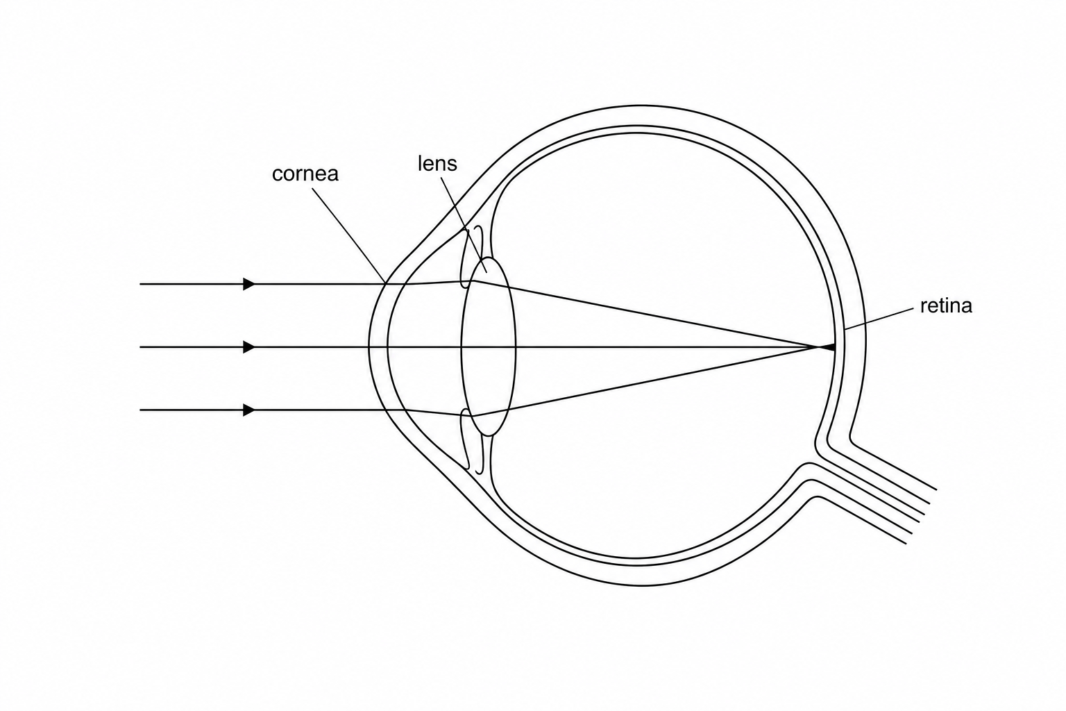 Figure 1: Diagram showing parallel light rays entering the eye, being refracted by the cornea and lens, and converging at a focal point on the retina.