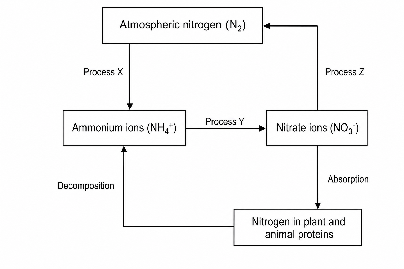 A simplified diagram of the nitrogen cycle.