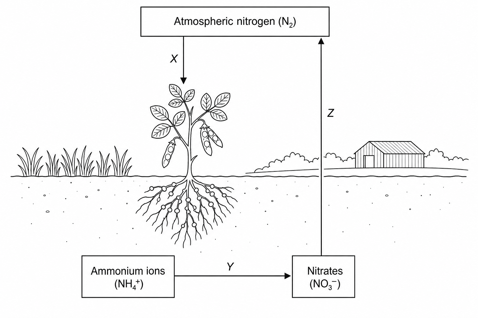 The nitrogen cycle diagram showing the processes X, Y, and Z.
