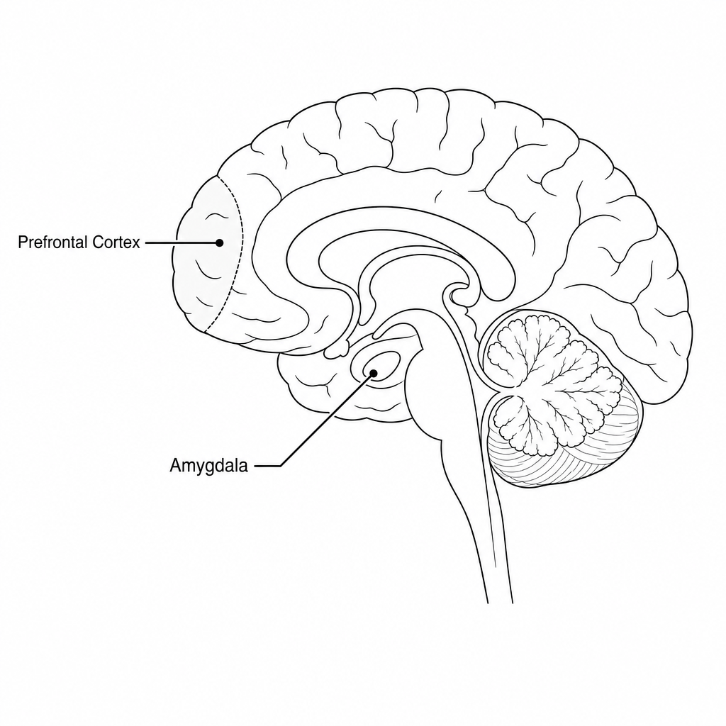 Anatomy of the brain showing the prefrontal cortex and amygdala