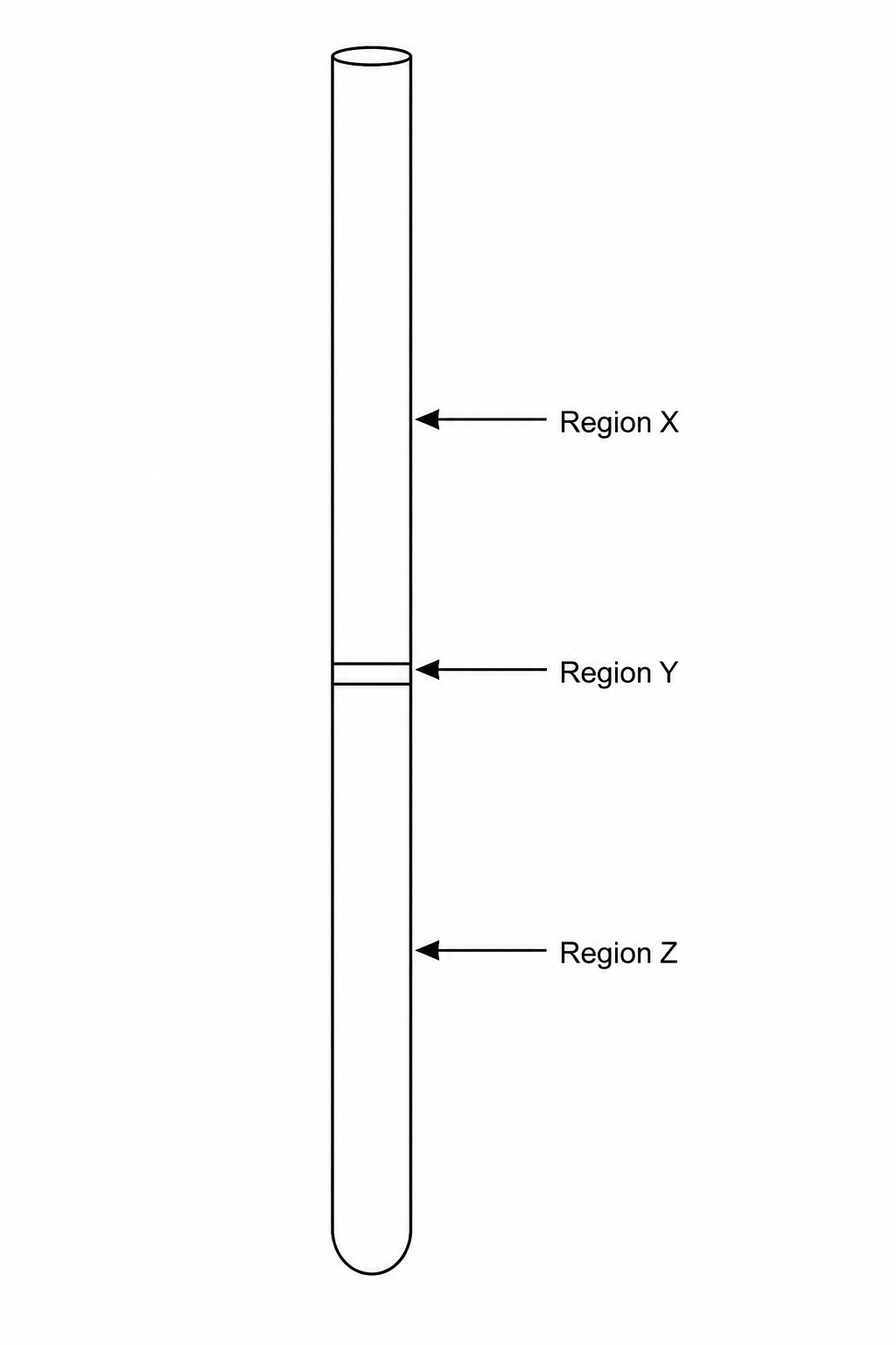 Centrifuged blood sample in a capillary tube