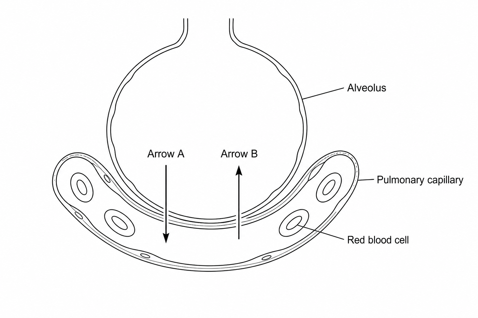A diagram showing a single alveolus next to a pulmonary capillary. There are two arrows representing gaseous exchange: Arrow A points from the air space inside the alveolus into the blood capillary containing red blood cells. Arrow B points from the capillary blood flow back into the alveolar air space.