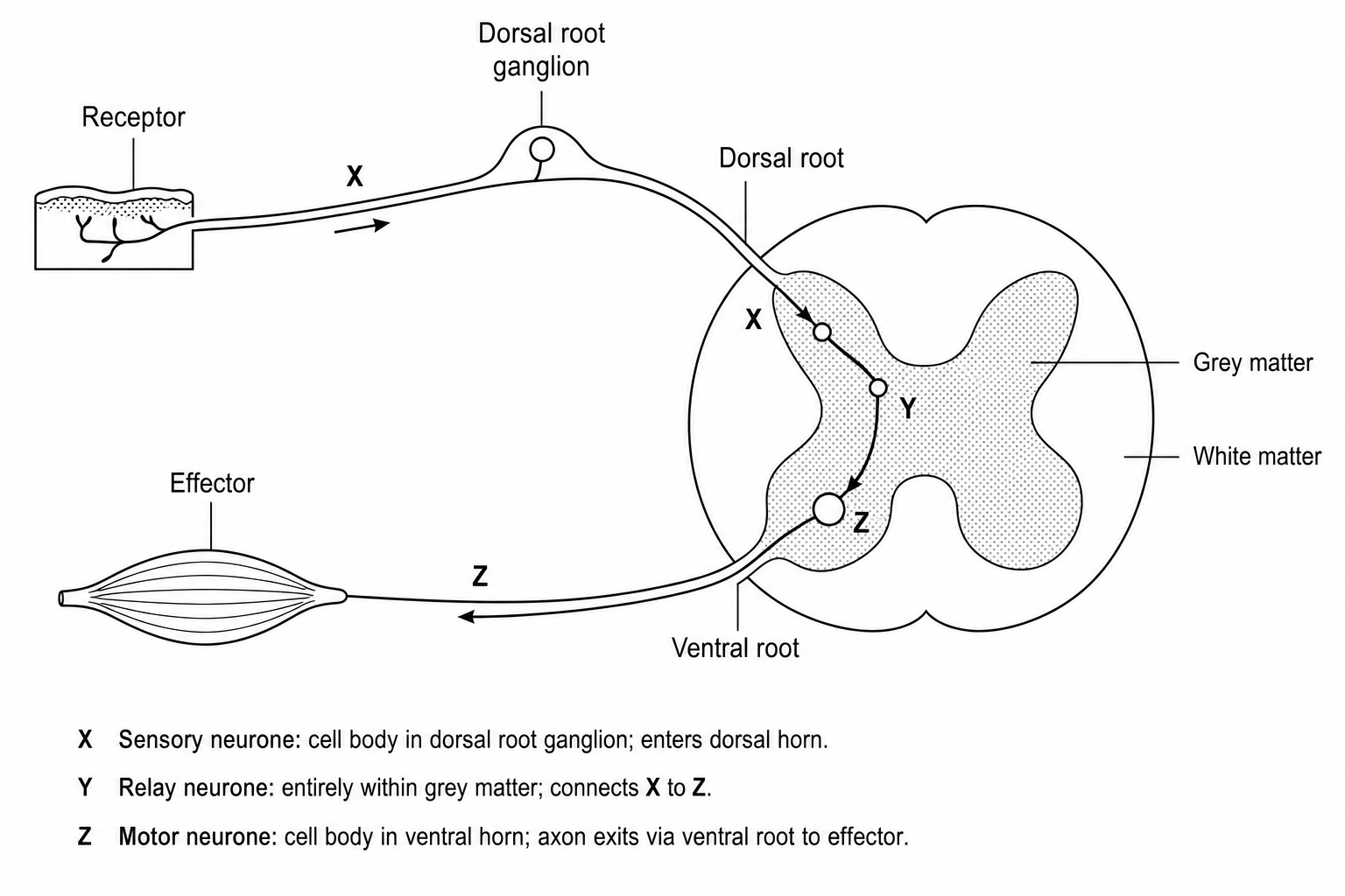Reflex arc spinal cord diagram with neurones X, Y, and Z