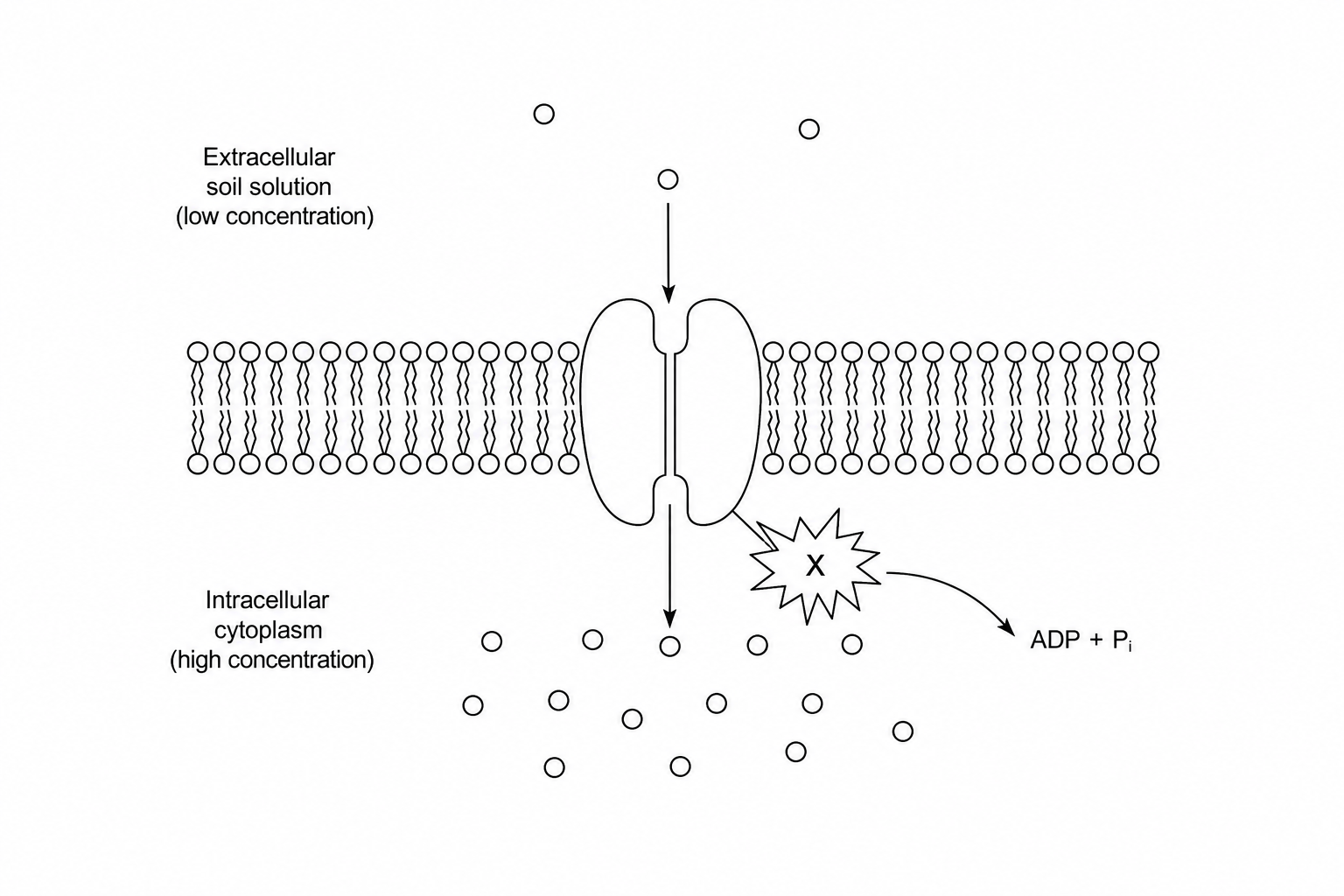 Active transport in a plant root hair cell