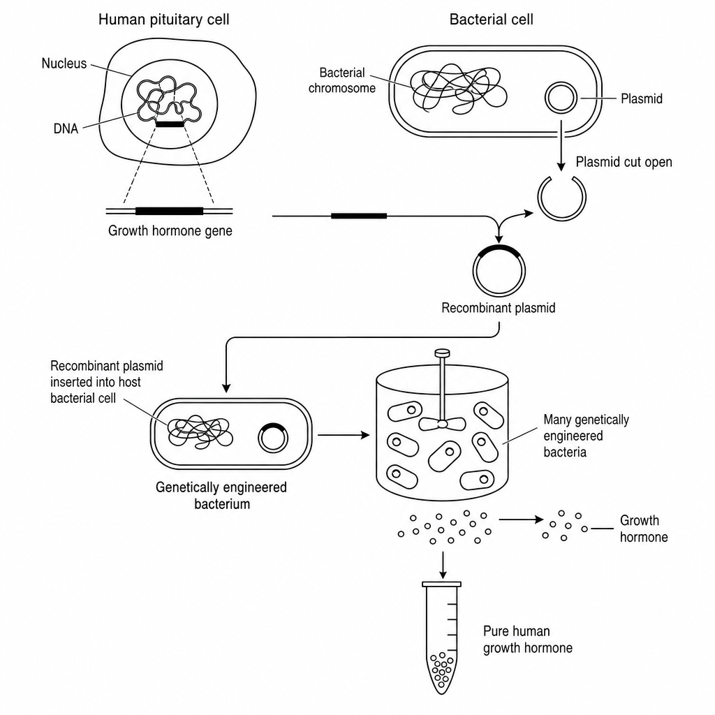 Process of producing human growth hormone through genetic engineering