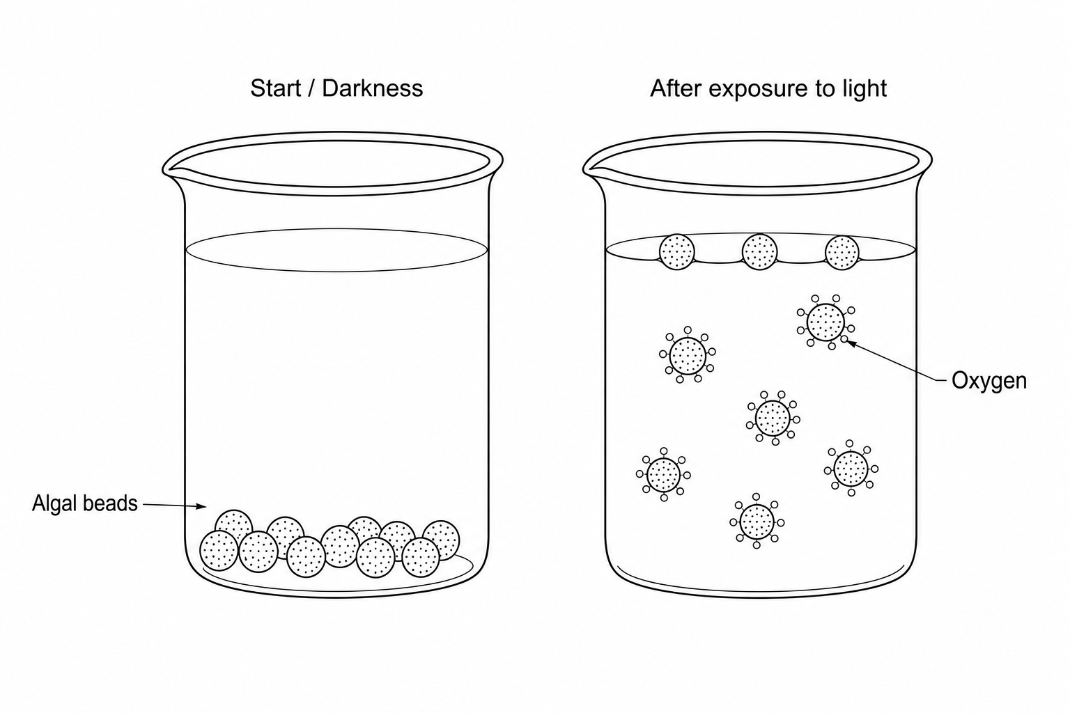 Fig. 22.1: Algal beads sinking in the darkness and rising with gas bubbles after exposure to light.