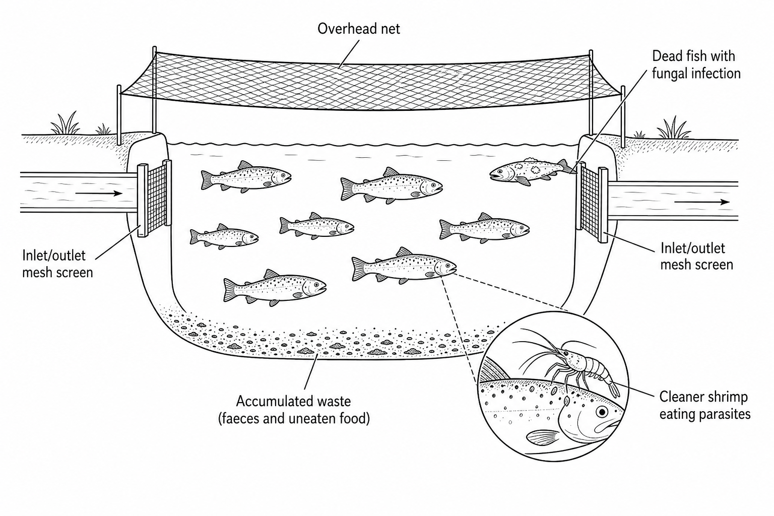 A diagram of an inland freshwater trout farming pond with an overhead net, mesh screens at the water inlet and outlet, accumulated organic waste at the bottom, a dead trout with fungal infection, and a zoomed-in detail of cleaner shrimp eating ectoparasites off a living trout.