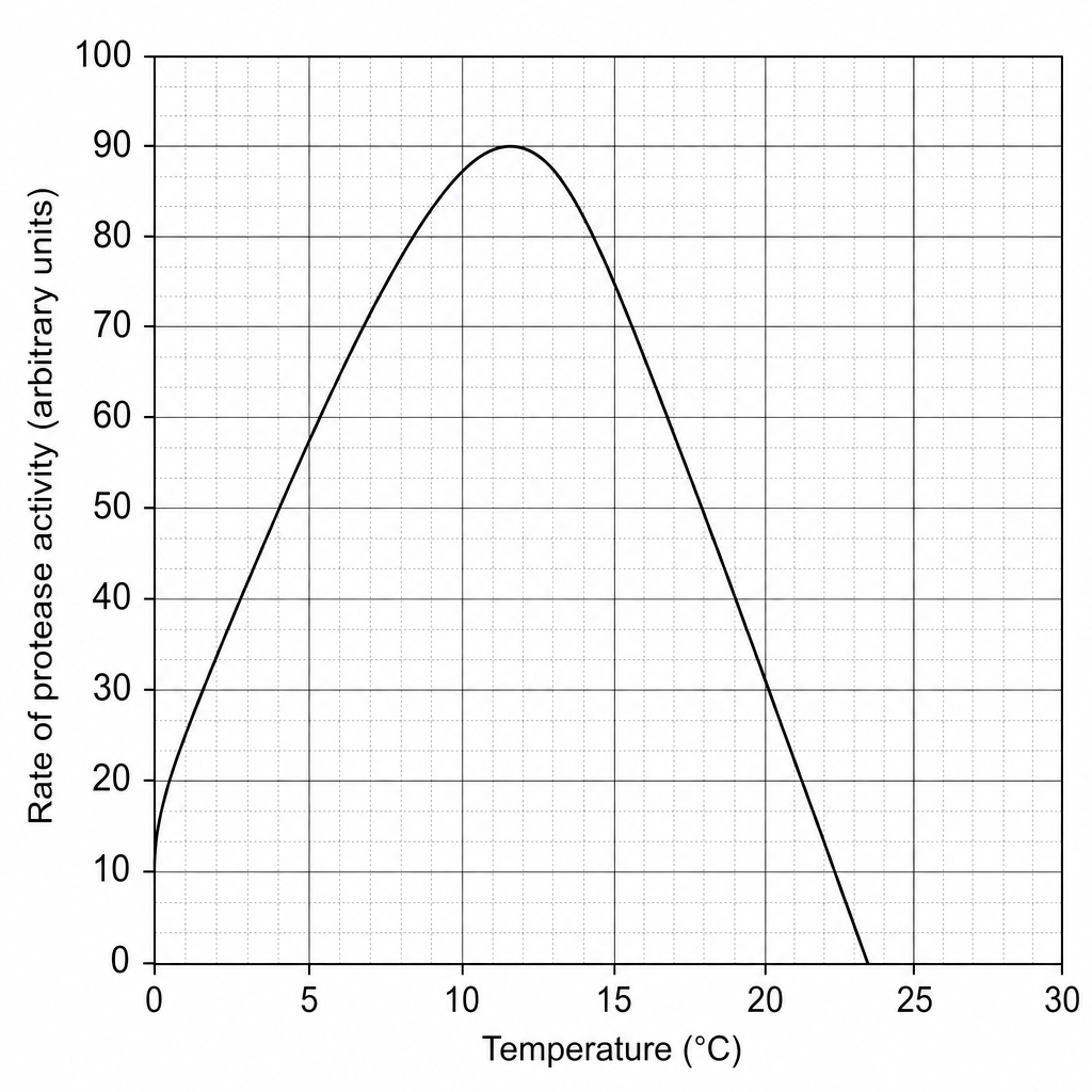 Protease Activity Graph