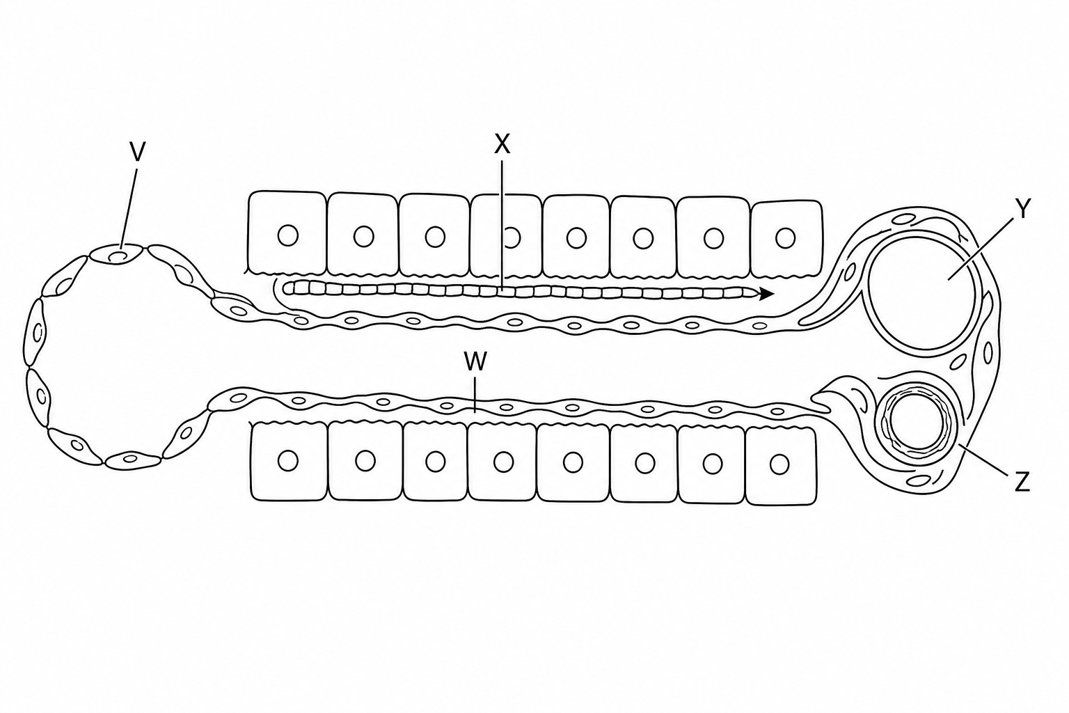 Section through a liver lobule showing hepatocytes, sinusoid, central vein, and branches of the hepatic portal vein and hepatic artery.