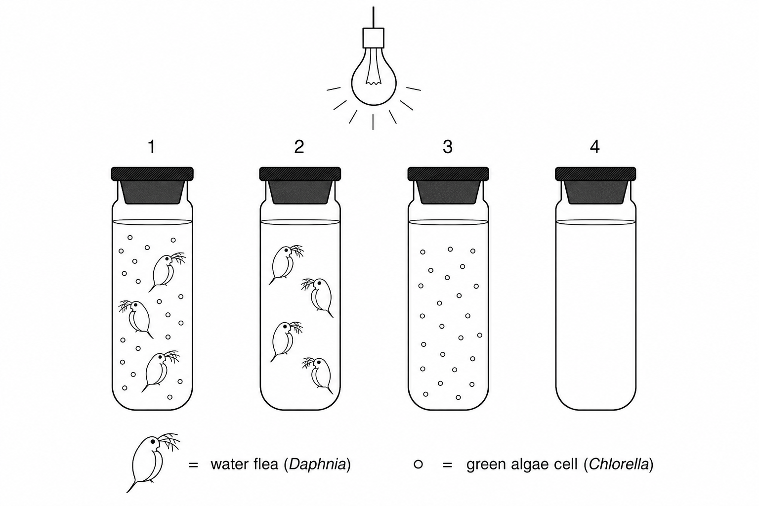 algae and daphnia experiment