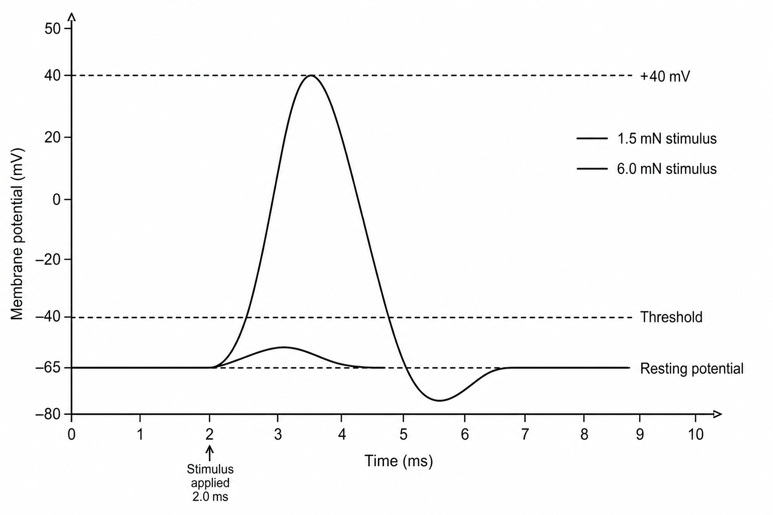 Figure 1: Membrane potential changes over time under different stimulus strengths