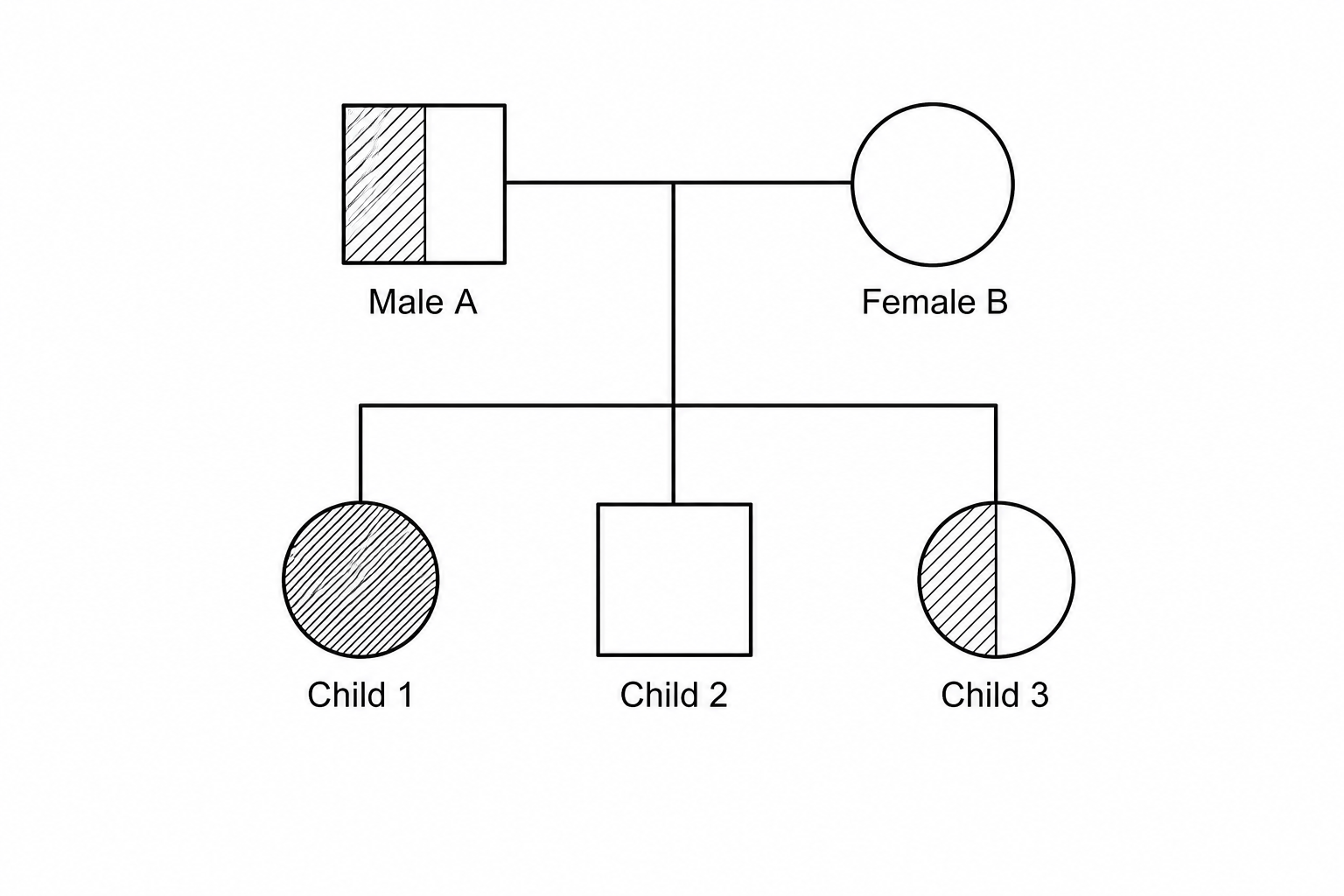 Pedigree chart showing the inheritance of albinism. Parent 1 is Male A, represented by a half-shaded square indicating he is heterozygous (Aa). He mates with Parent 2, Female B, represented by an unshaded circle indicating she is unaffected. They have three children: Child 1 is an affected female (solid shaded circle, genotype aa), Child 2 is an unaffected male (unshaded square), and Child 3 is a heterozygous female (half-shaded circle, genotype Aa).