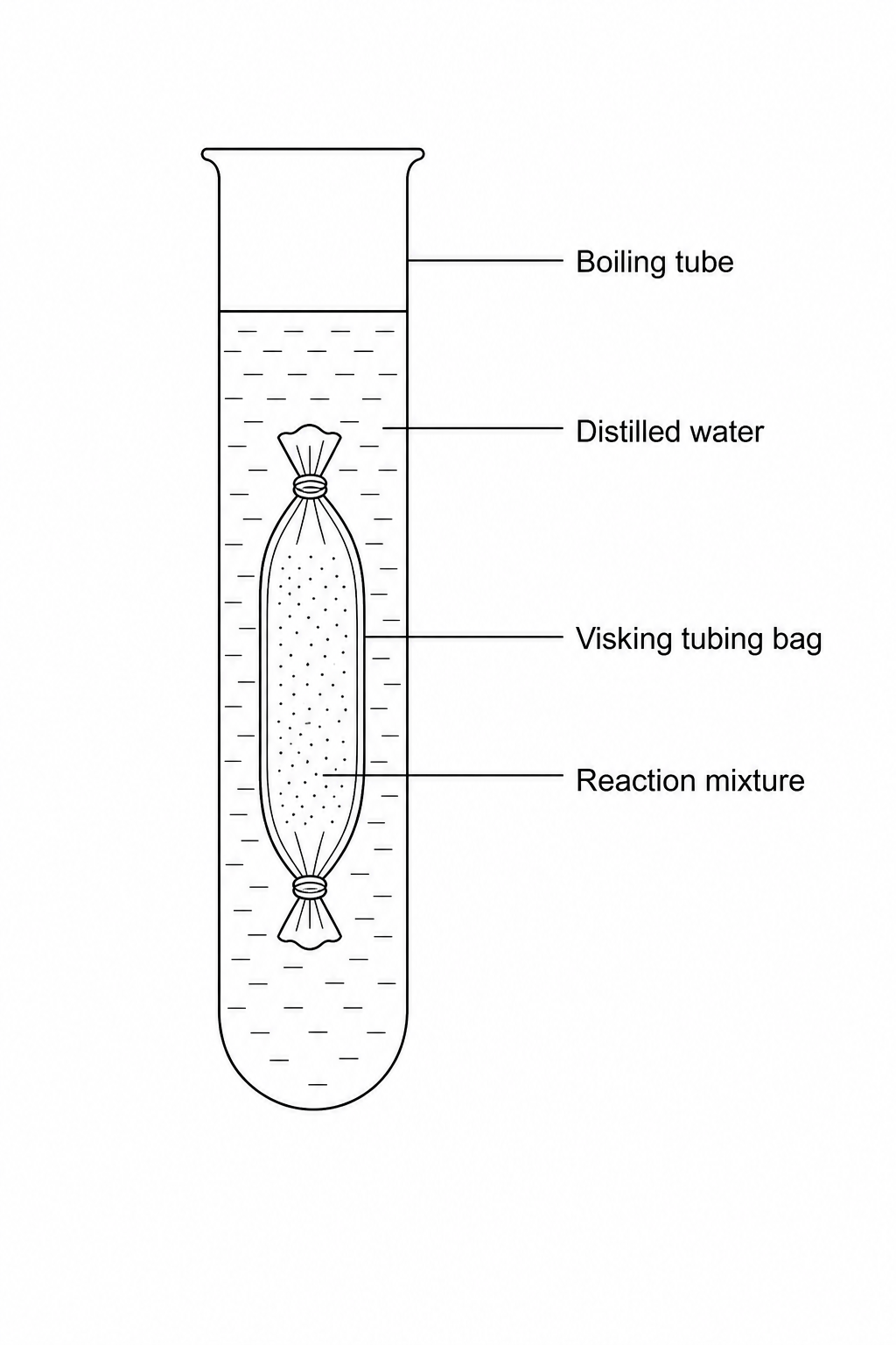 Visking tubing model