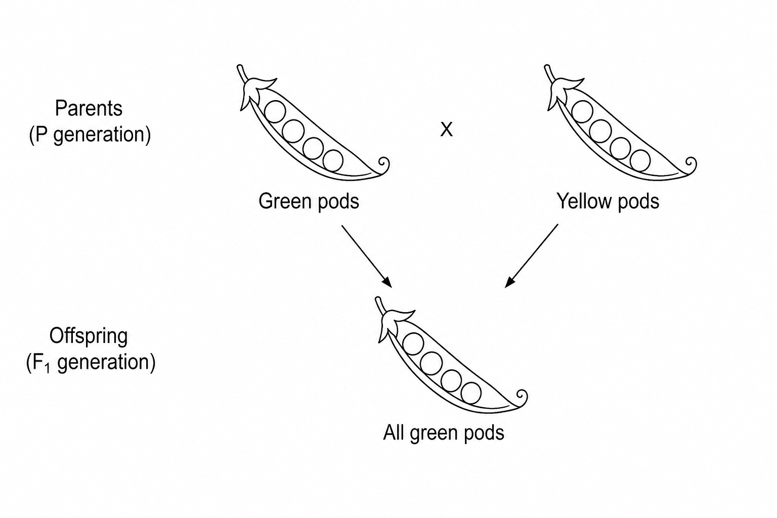 Genetic cross showing pea pod colour inheritance