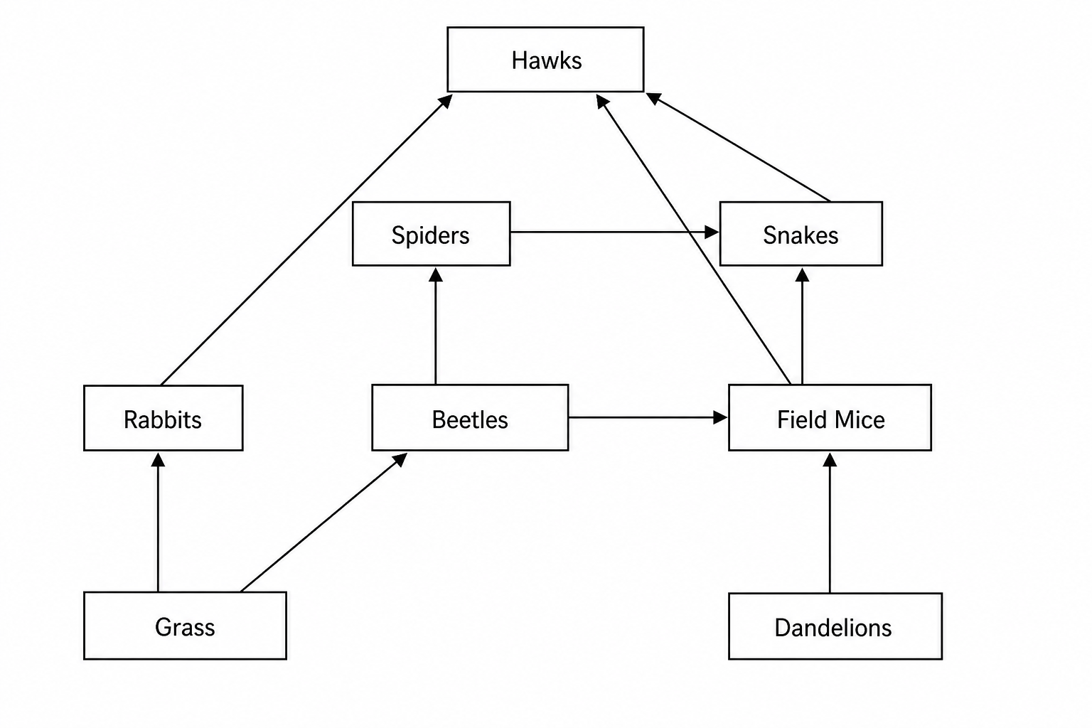 A food web diagram showing the following feeding relationships with arrows pointing from the organism eaten to the consumer: Grass has arrows pointing to Beetles and Rabbits. Dandelions has arrows pointing to Field Mice. Beetles has arrows pointing to Spiders and Field Mice. Spiders has an arrow pointing to Snakes. Field Mice has arrows pointing to Snakes and Hawks. Rabbits has an arrow pointing to Hawks. Snakes has an arrow pointing to Hawks.