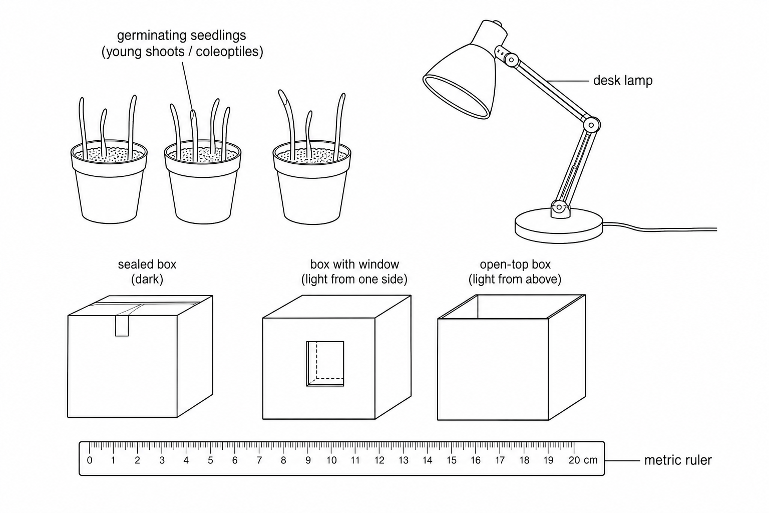 Equipment available for the phototropism investigation
