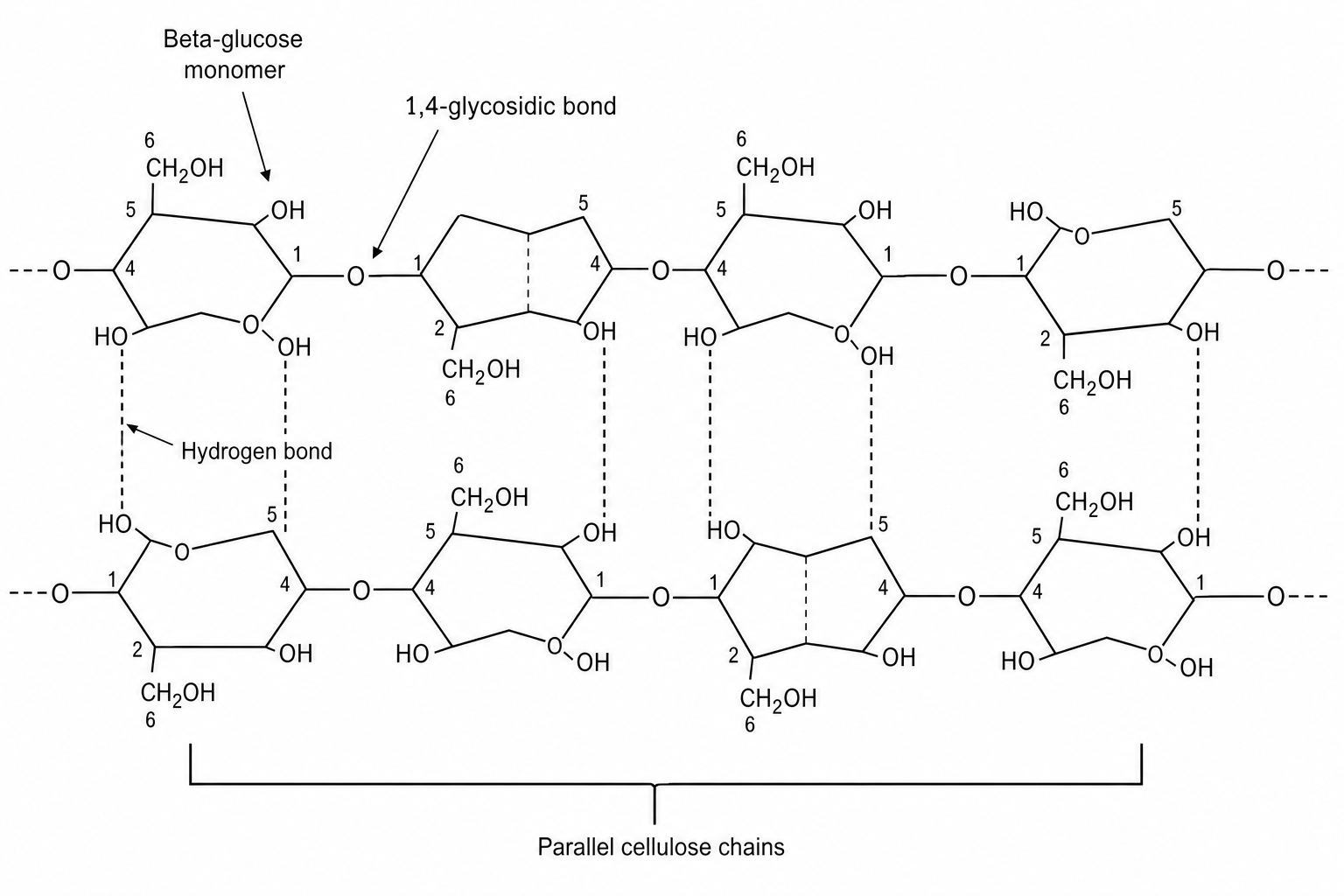 Molecular structure of cellulose