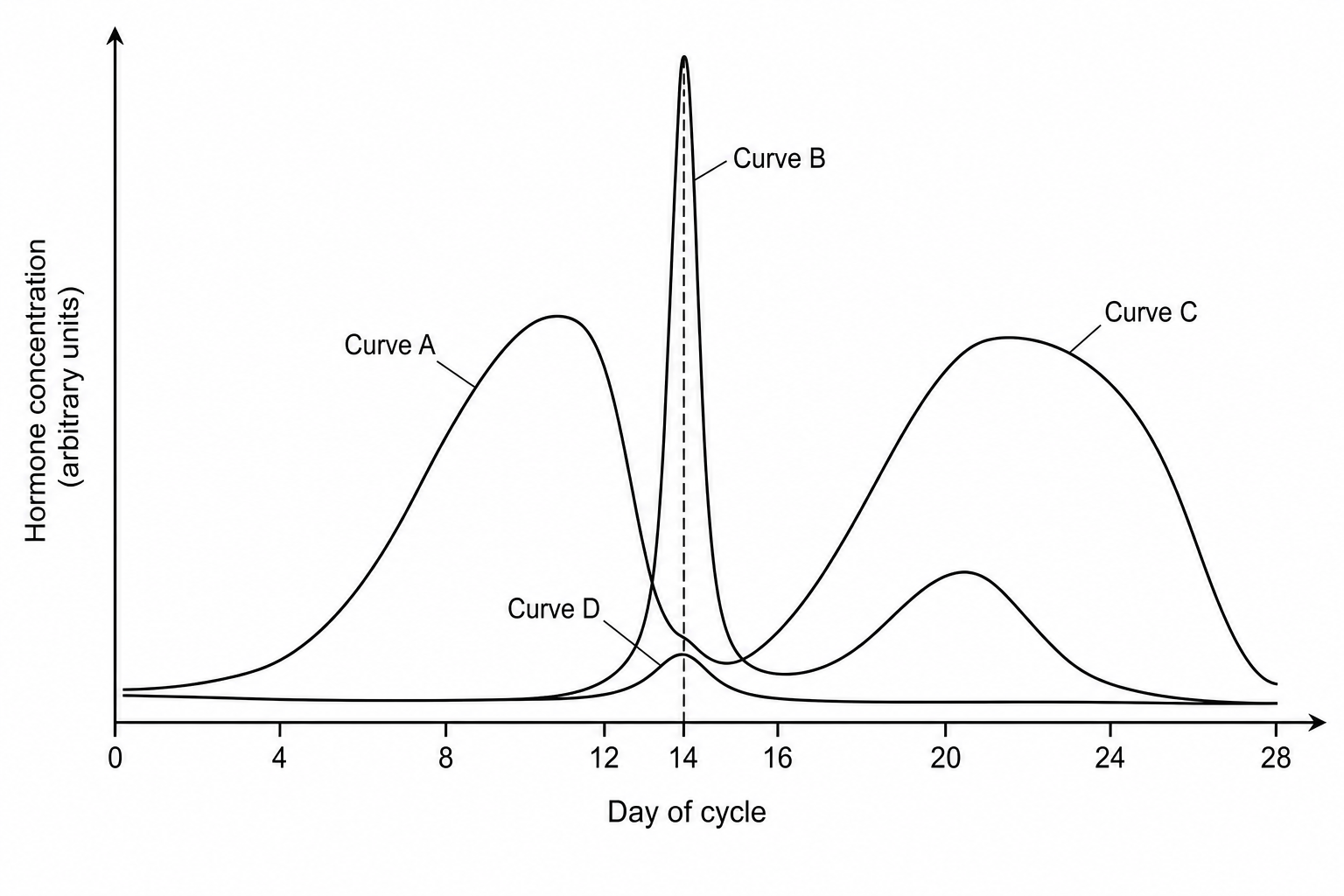 Menstrual Cycle Hormones