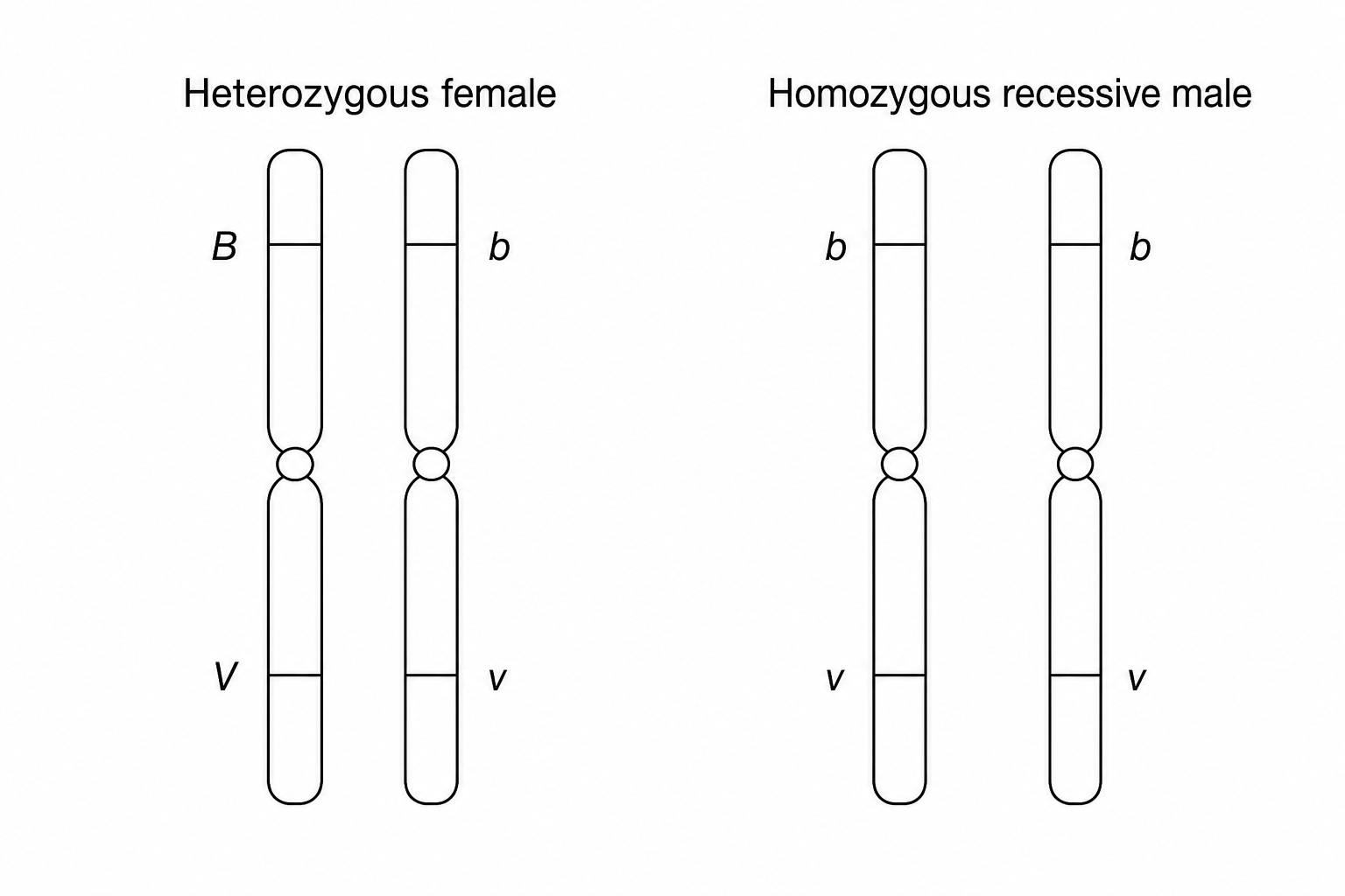 Autosomal linkage chromosome diagram