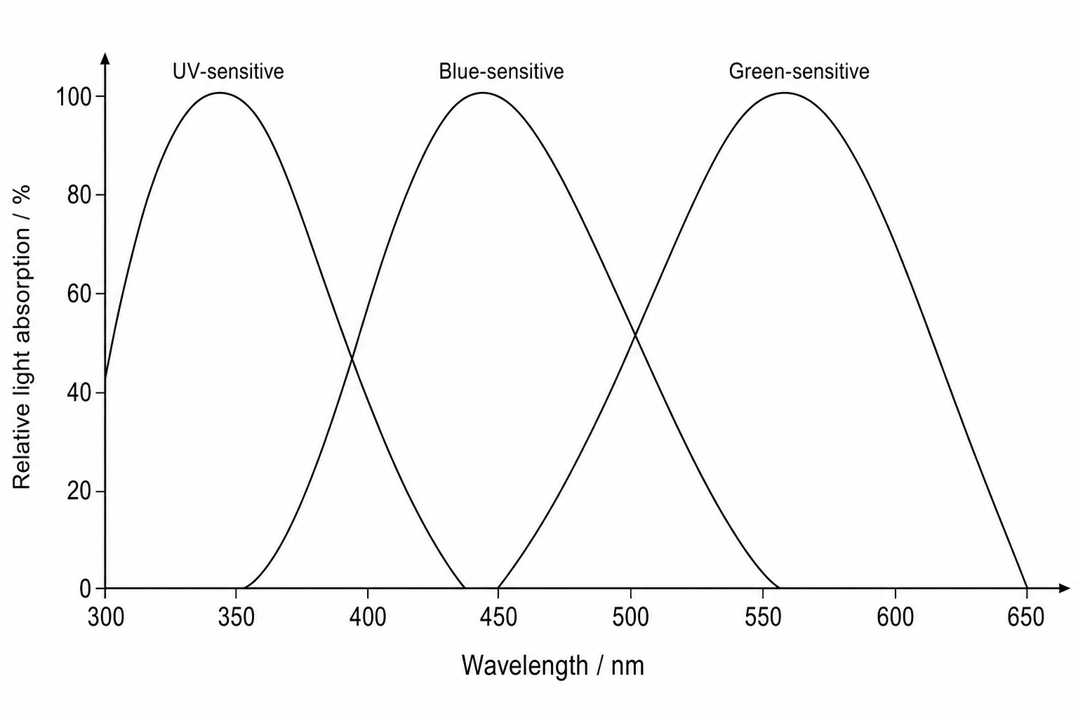Figure 1: Light absorption by honeybee photoreceptors