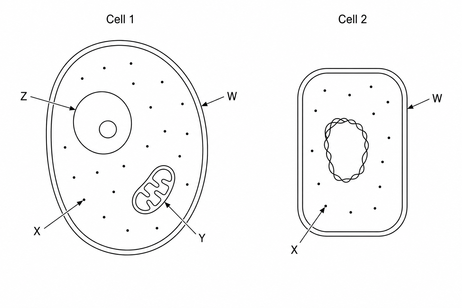 Cell structures diagram