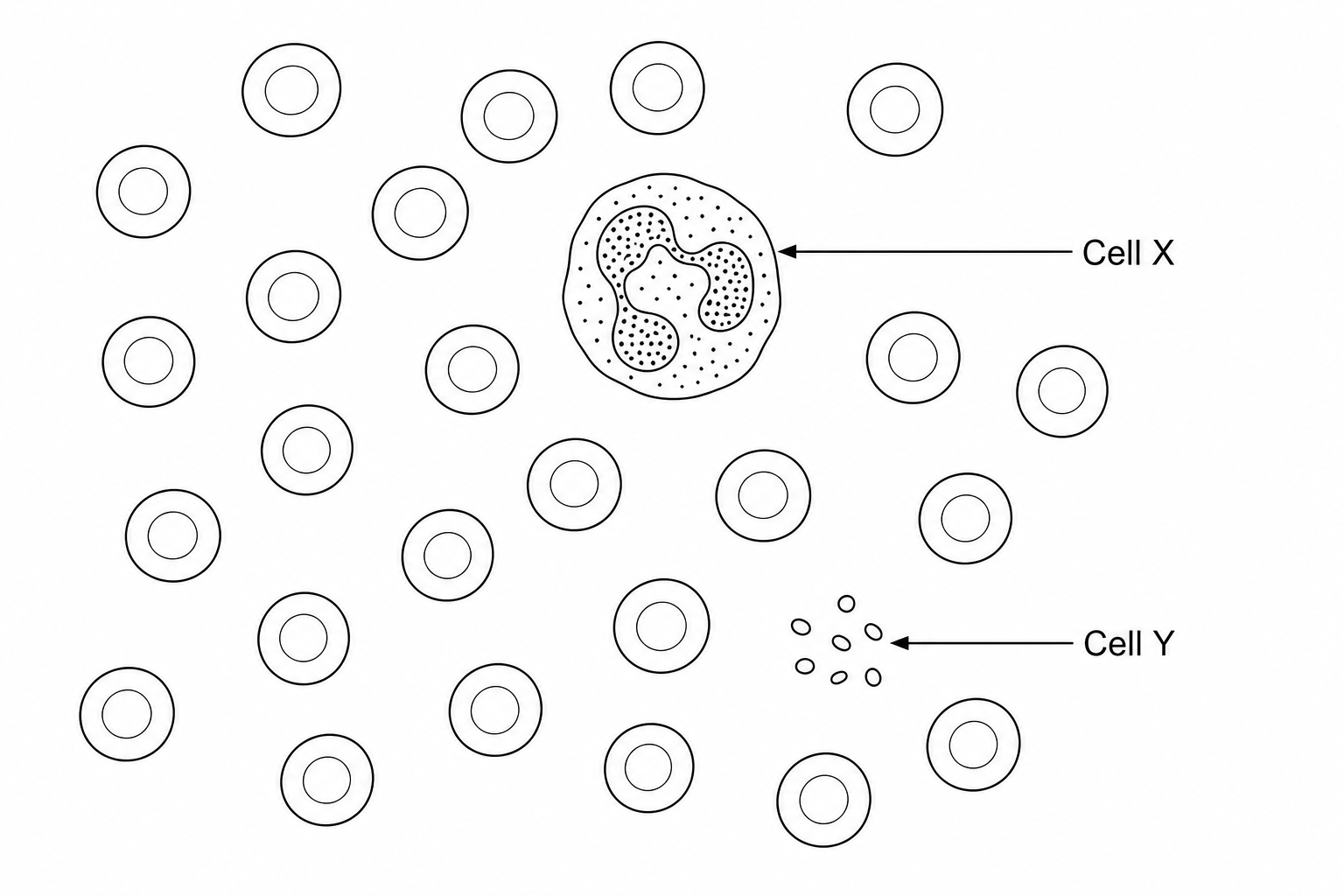 A simplified blood smear diagram containing different blood components. Label Cell X points to a cell with a distinct multi-lobed nucleus and granules in the cytoplasm. Label Cell Y points to several tiny, non-nucleated fragments.