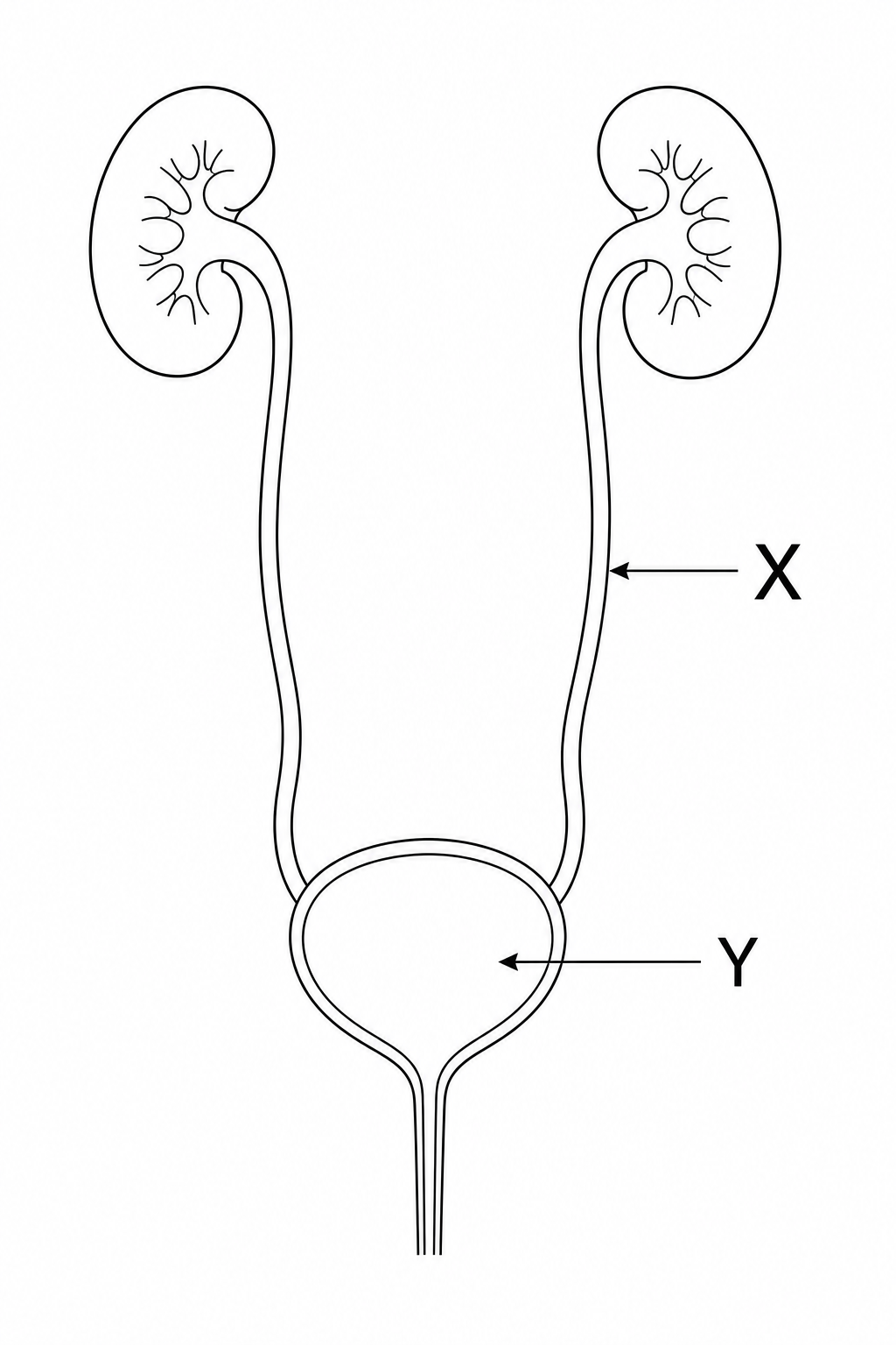 Human urinary system diagram with labels X and Y