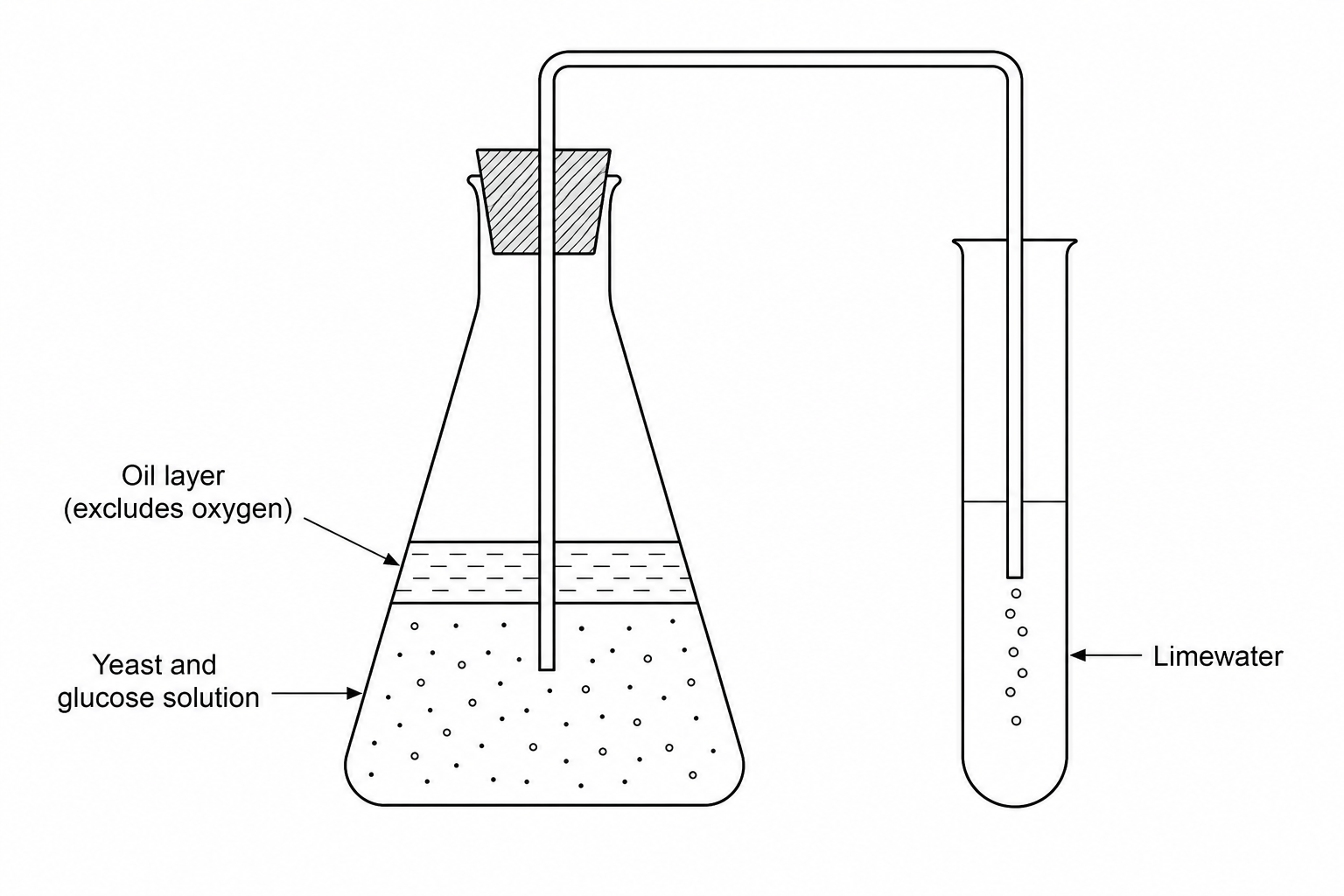 Yeast respiration experiment