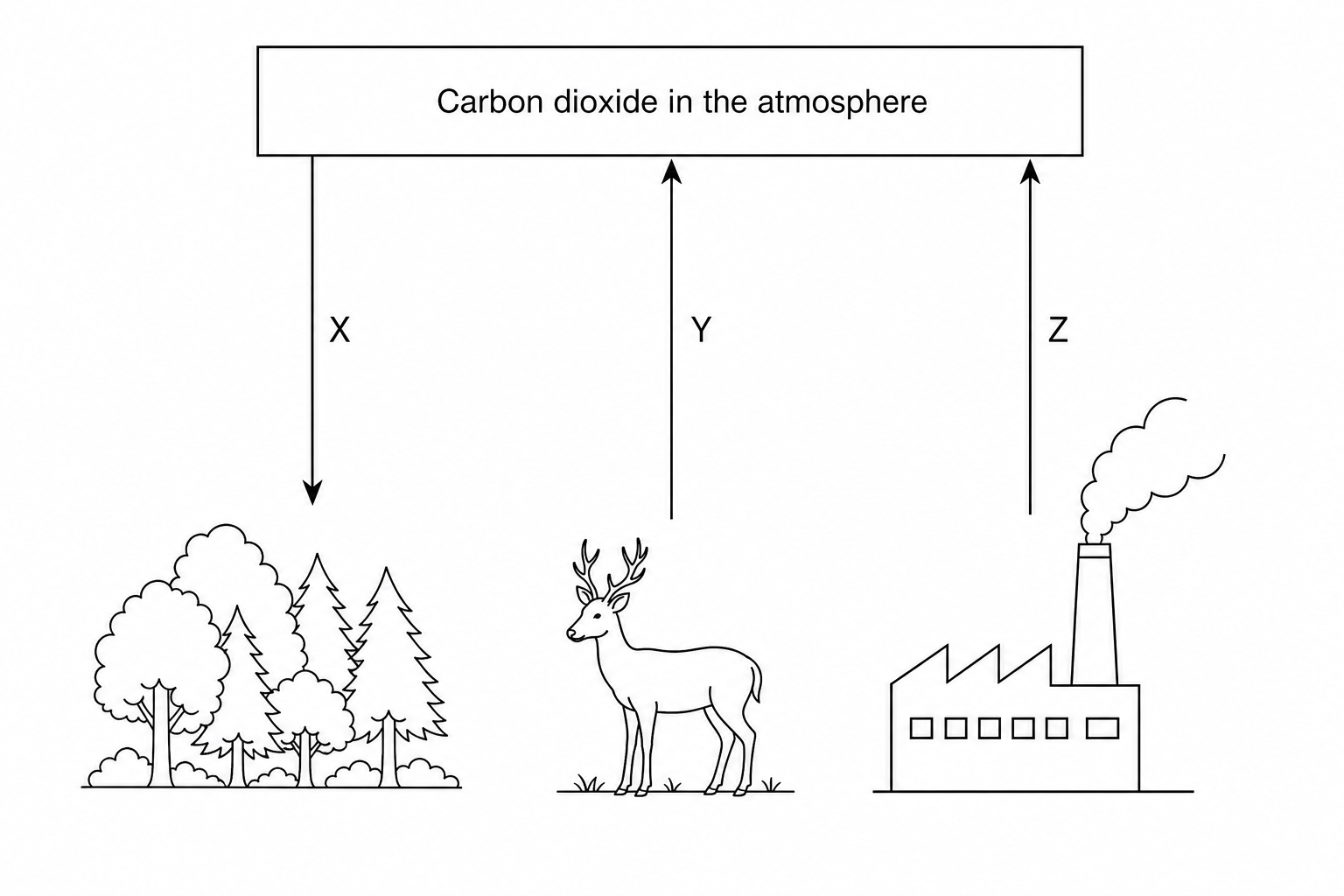 A detailed diagram of the carbon cycle.