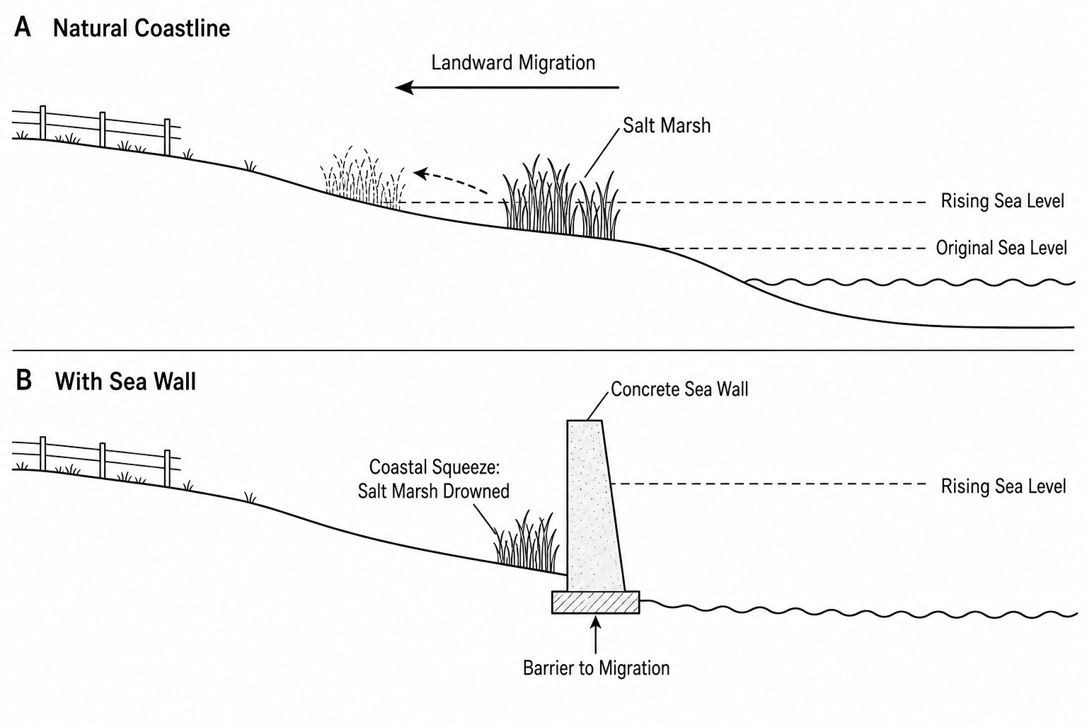 Two cross-sections of a coast. Section A (Natural Coastline) shows salt marsh migrating landwards over low-lying fields as sea levels rise, preserving the ecosystem. Section B (With Sea Wall) shows a concrete sea wall built behind the salt marsh. As sea levels rise, the high-water mark rises against the concrete wall, squeezing the salt marsh. This prevents landward migration and drowns the pioneer and middle marsh zones, reducing the total marsh area.
