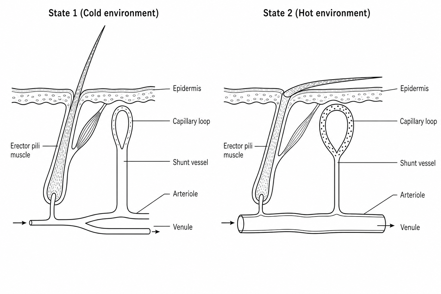 Thermoregulatory mechanisms in skin