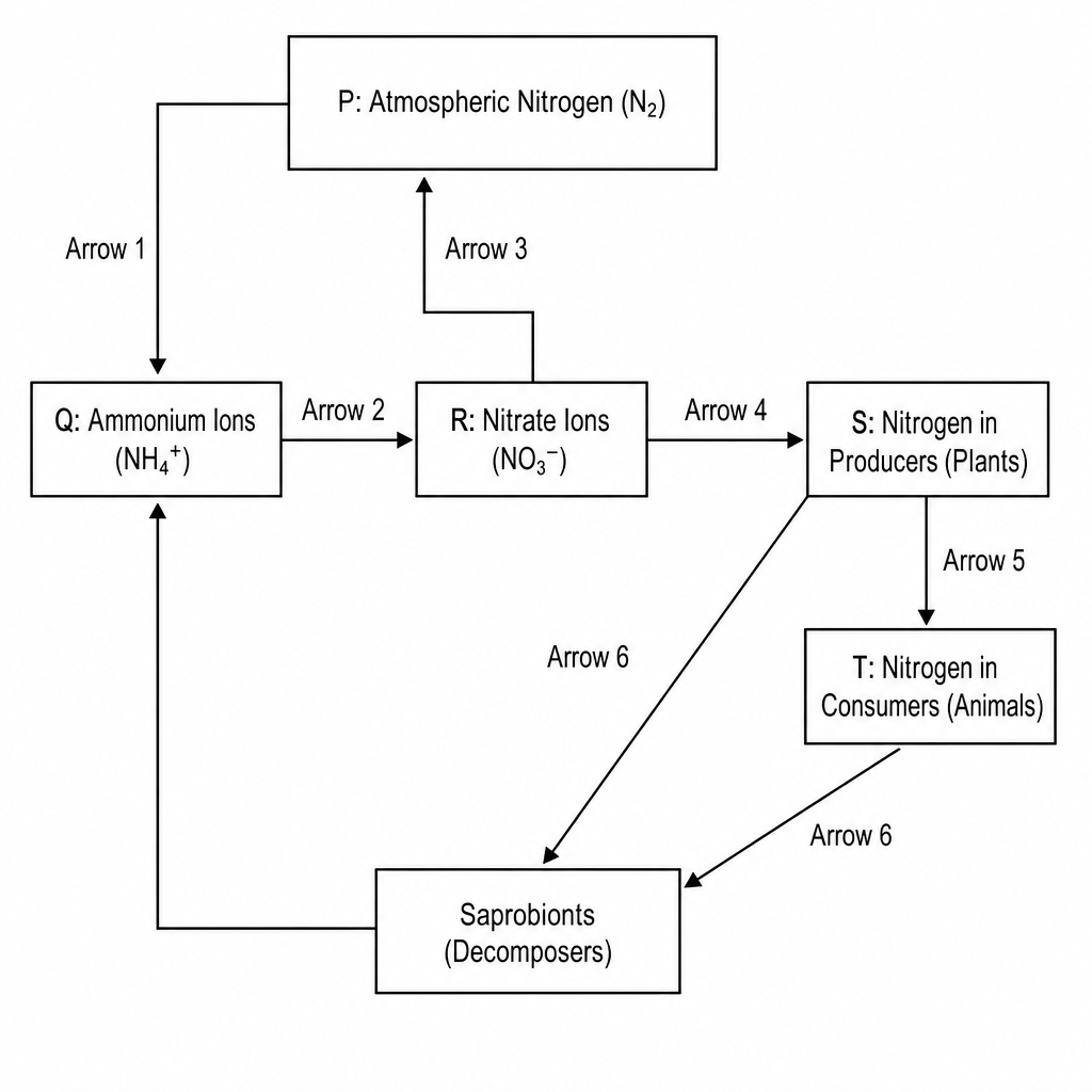 Nitrogen Cycle Diagram