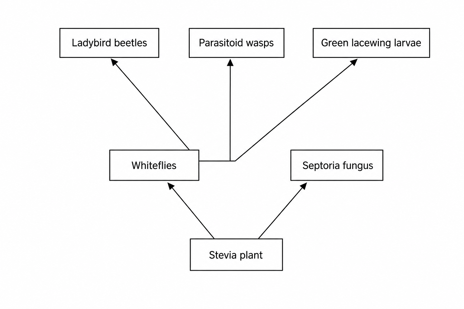 A food web diagram containing a stevia plant, whiteflies, septoria fungus, ladybird beetles, parasitoid wasps, and green lacewing larvae.