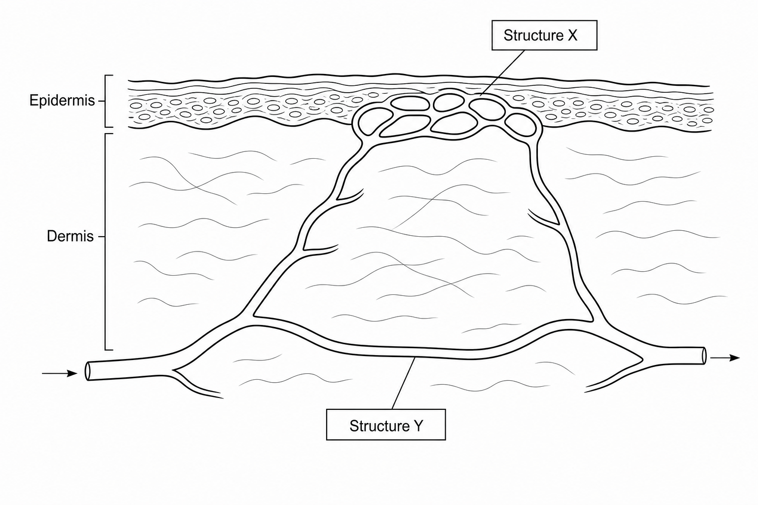 Human skin blood vessels showing Structure X and Structure Y