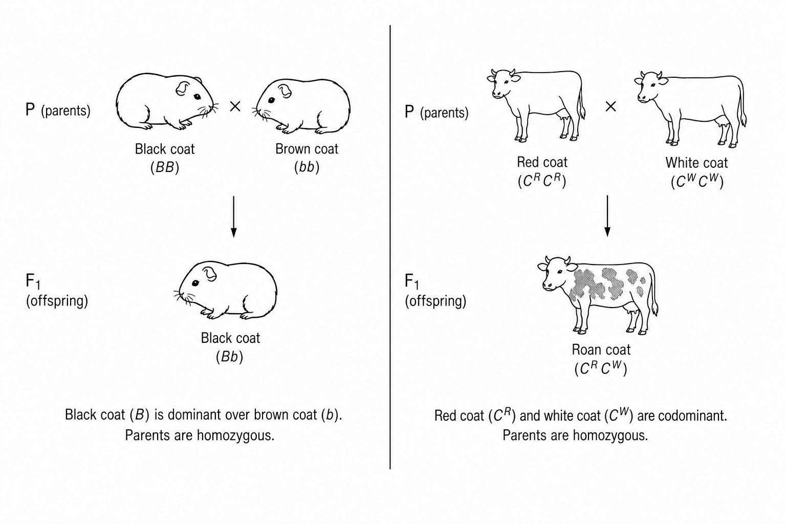 Figure 1: Genetic crosses for coat colour in guinea pigs and shorthorn cattle.