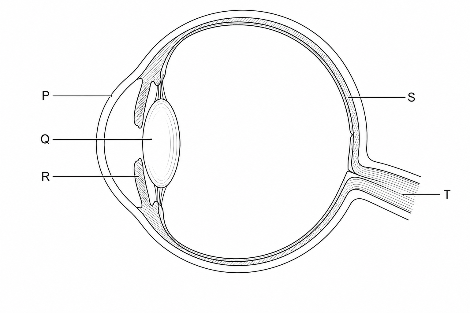 Figure 1: Cross-section of the human eye with labelled structures P, Q, R, S, and T