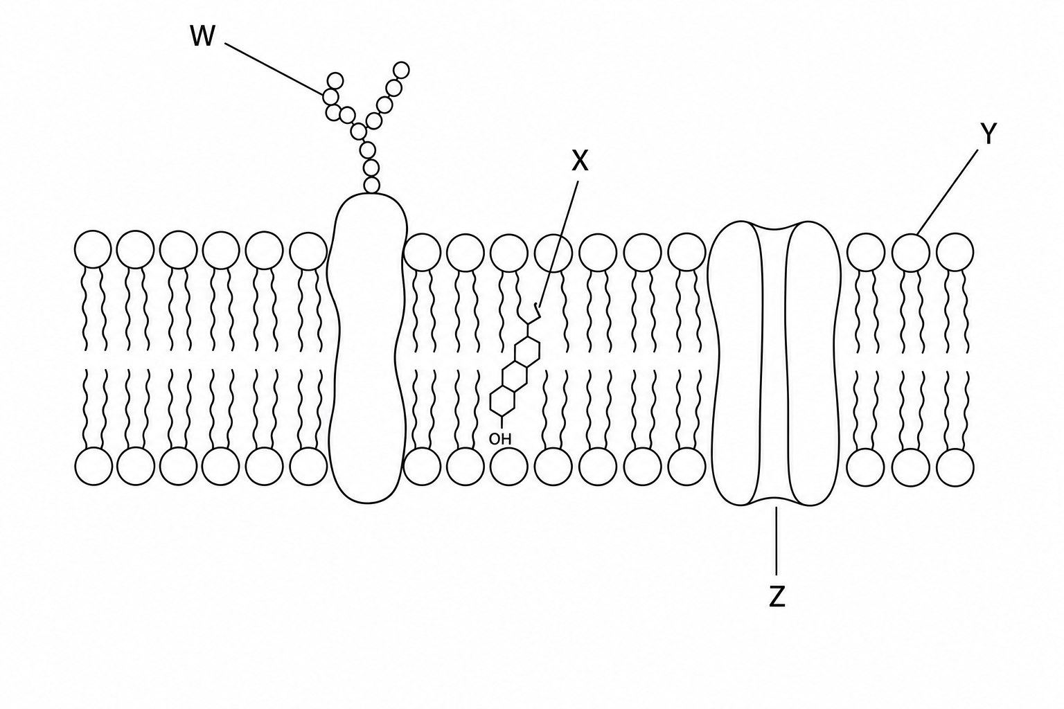 Cell Membrane
