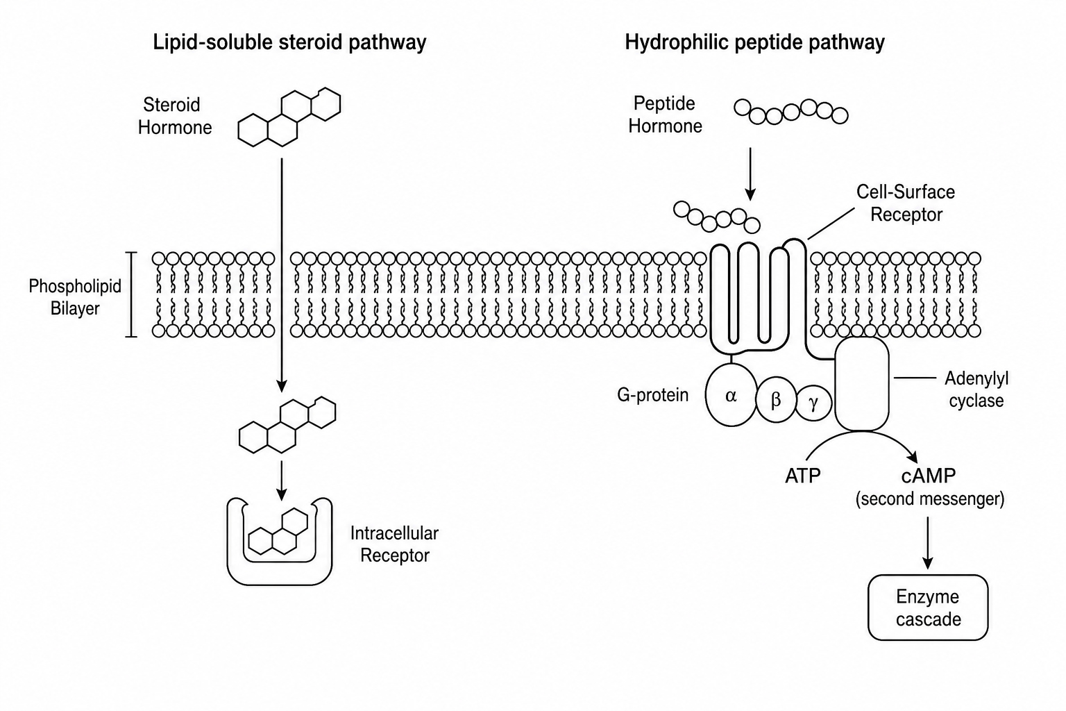 Hormonal signaling mechanisms