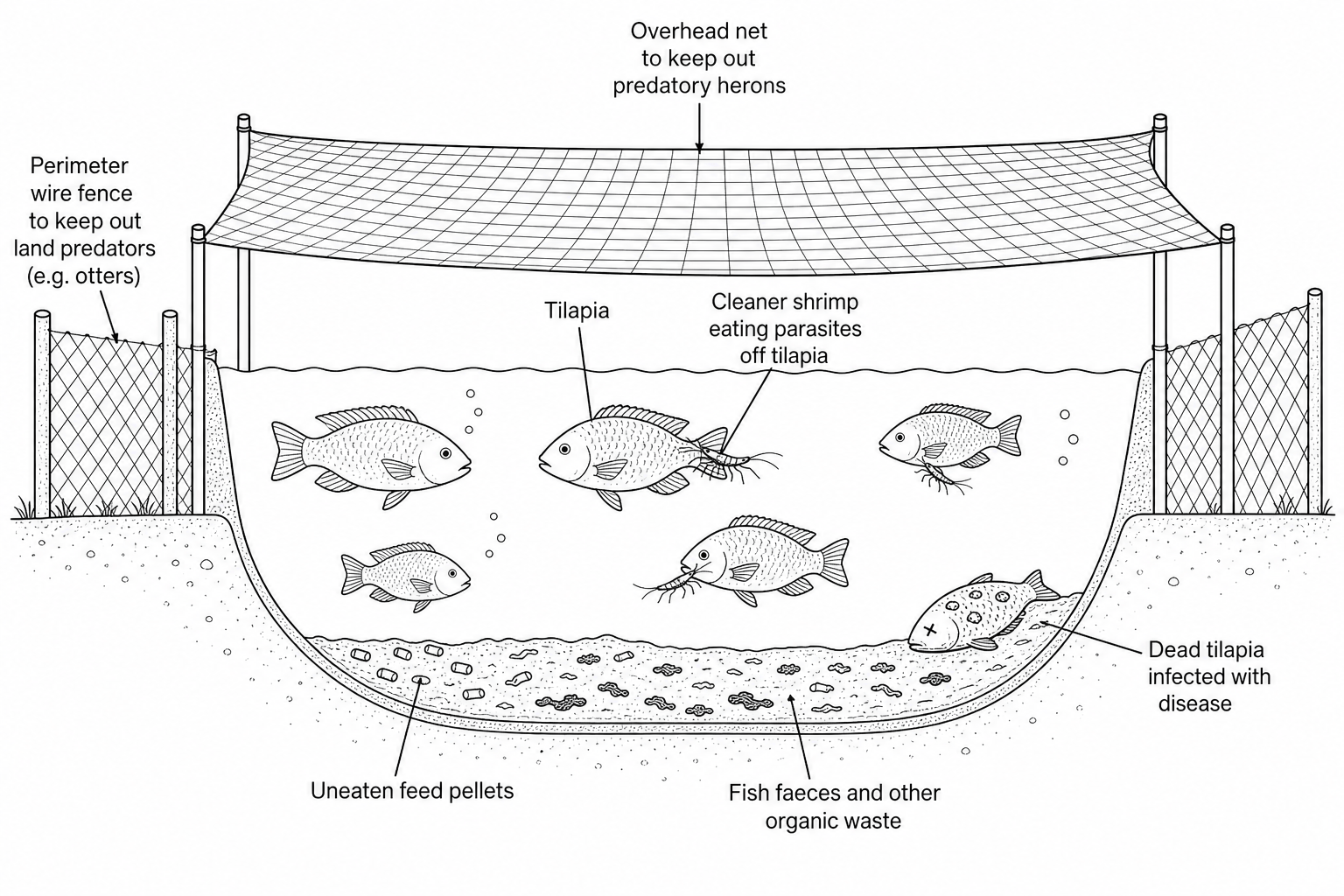 An intensive land-based freshwater tilapia pond.