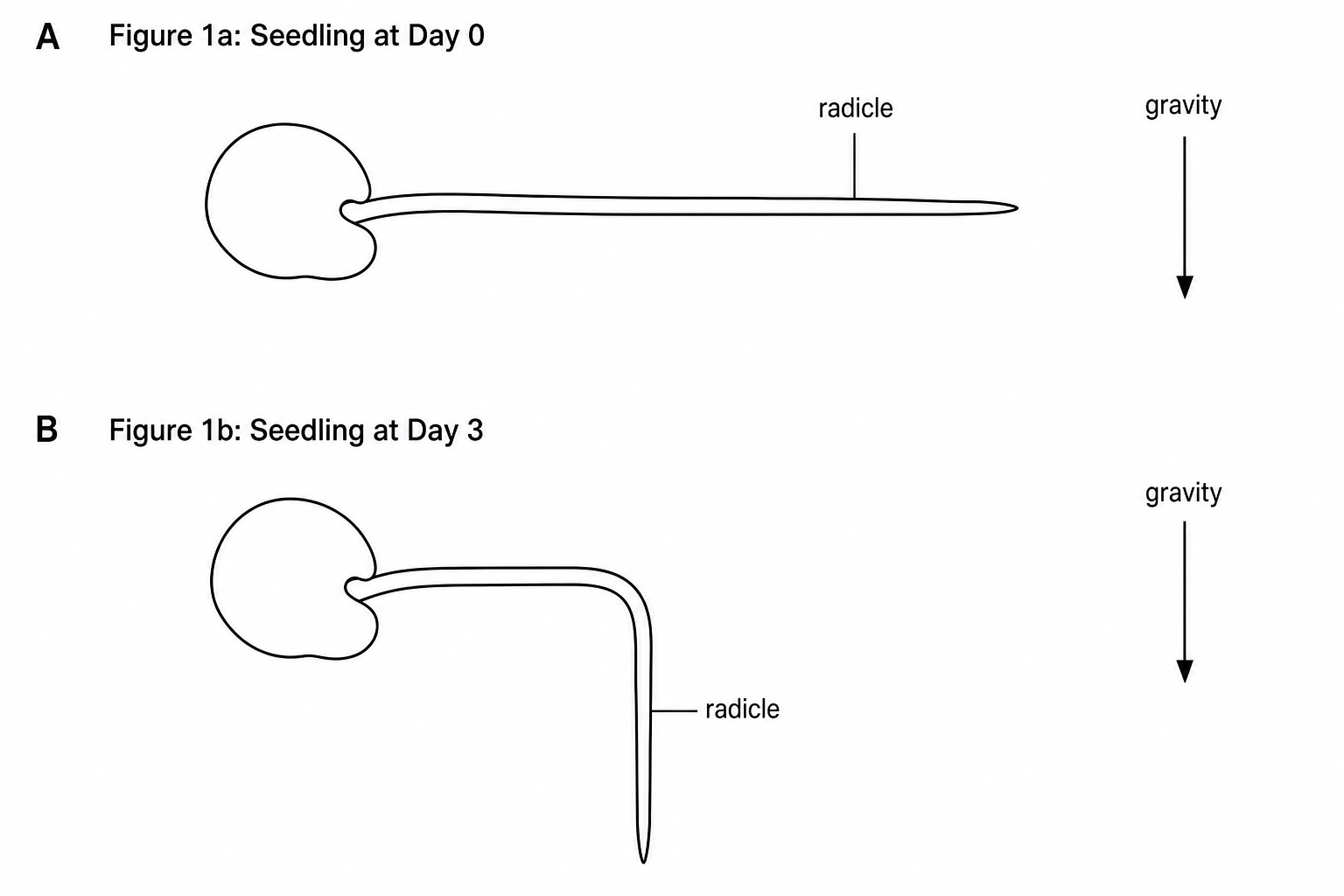 Figure 1: Root gravitropism in a germinating seed