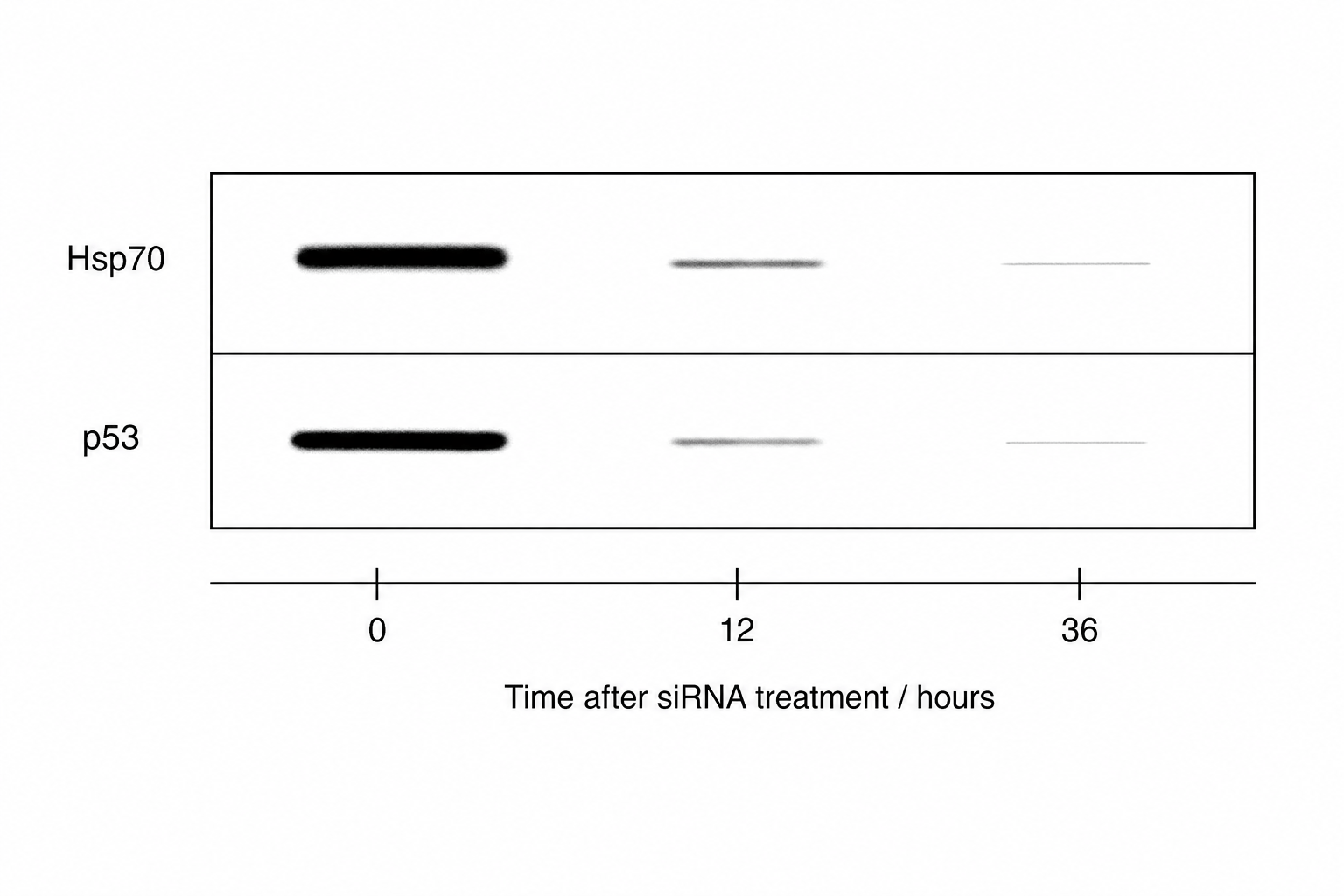 Gel electrophoresis showing protein levels over time
